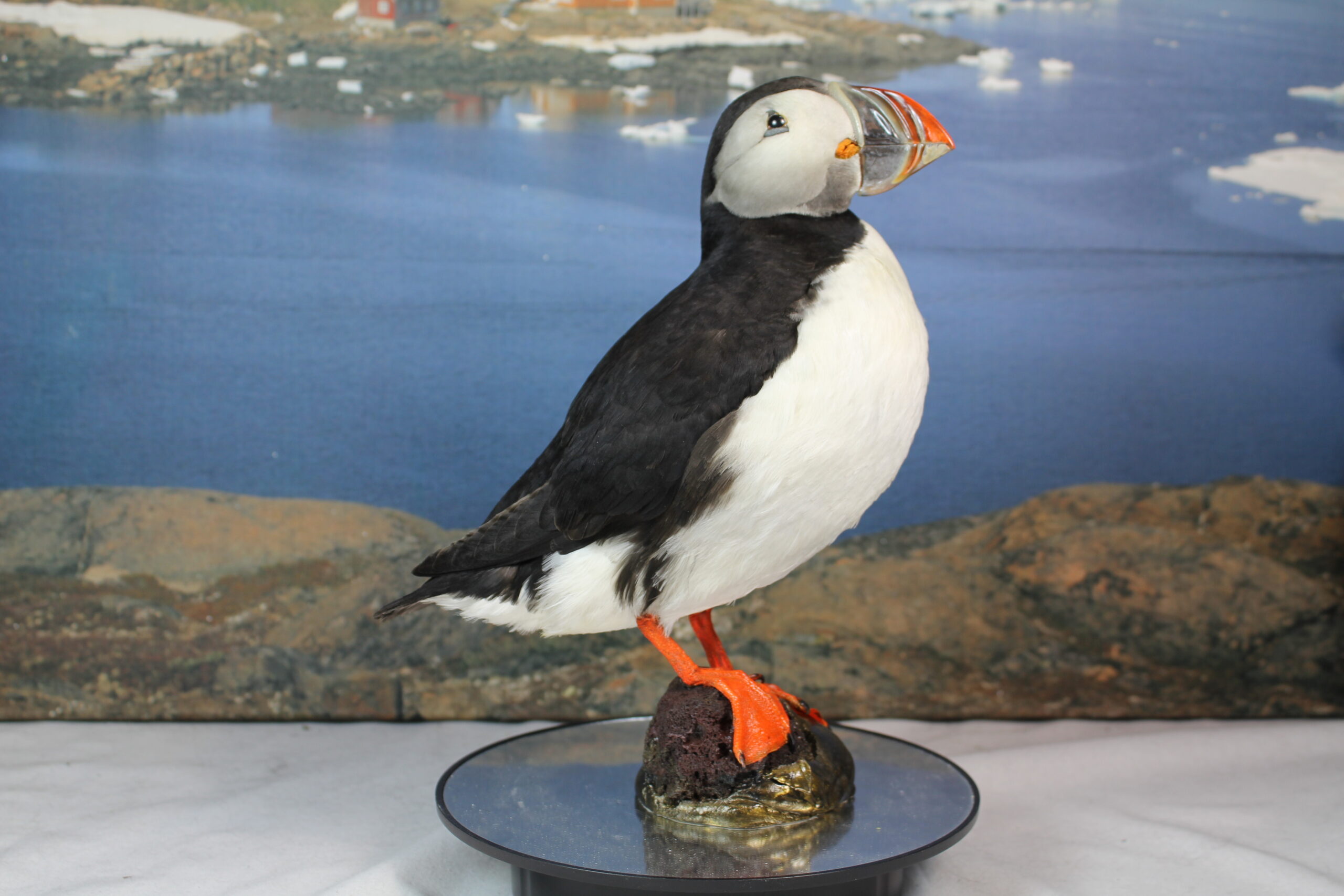Puffin # 7. Taxidermy