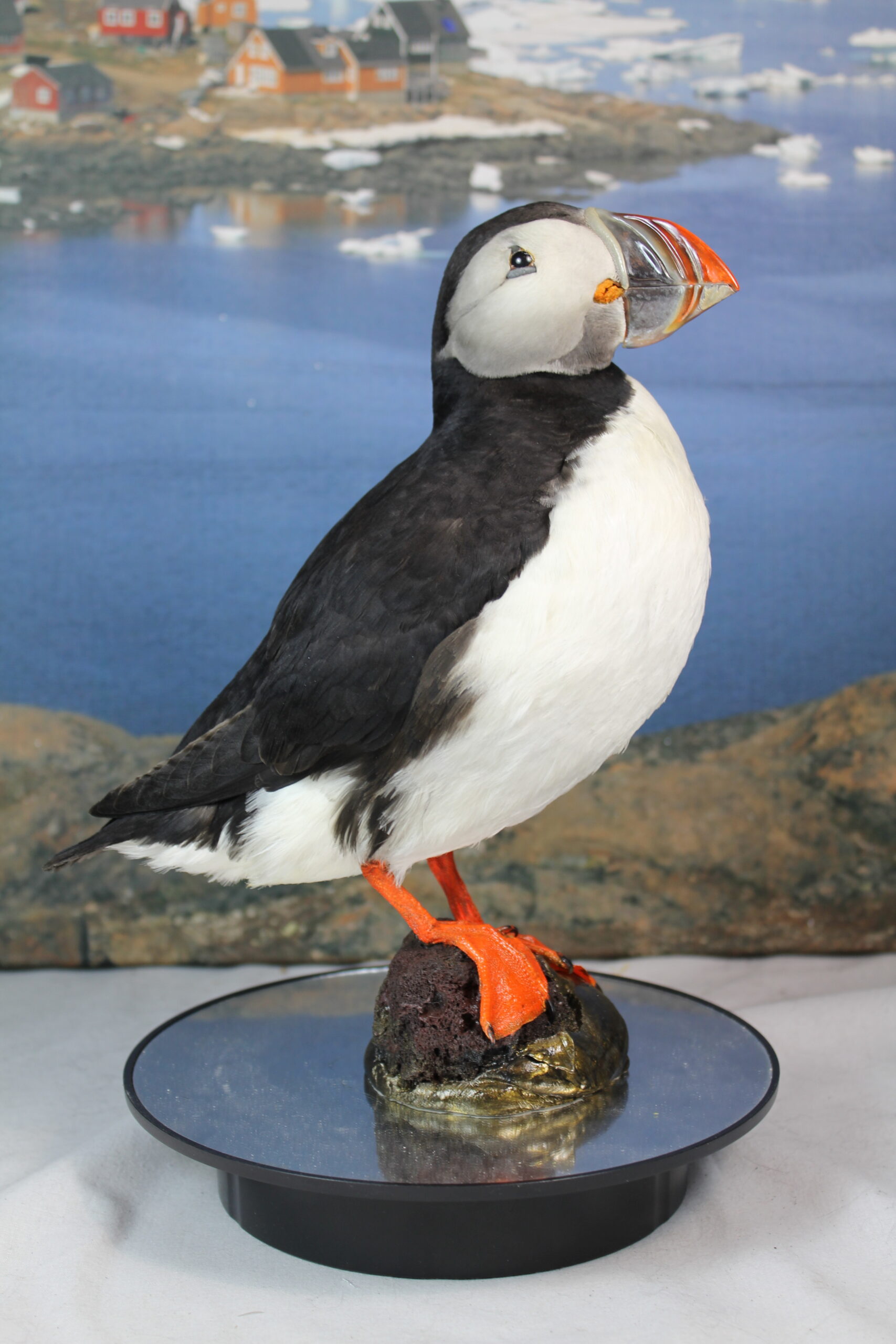 Puffin # 7. Taxidermy - Image 4