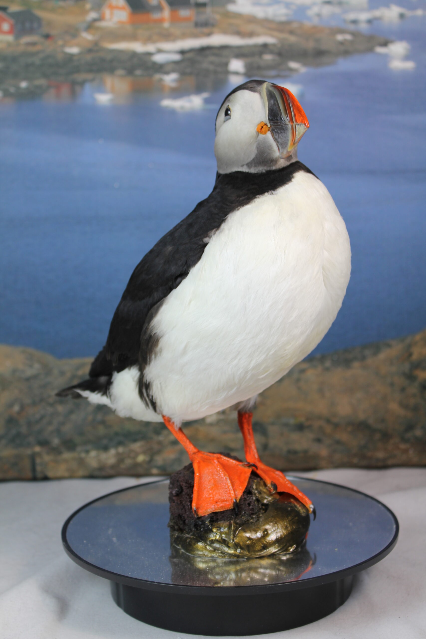 Puffin # 7. Taxidermy - Image 6