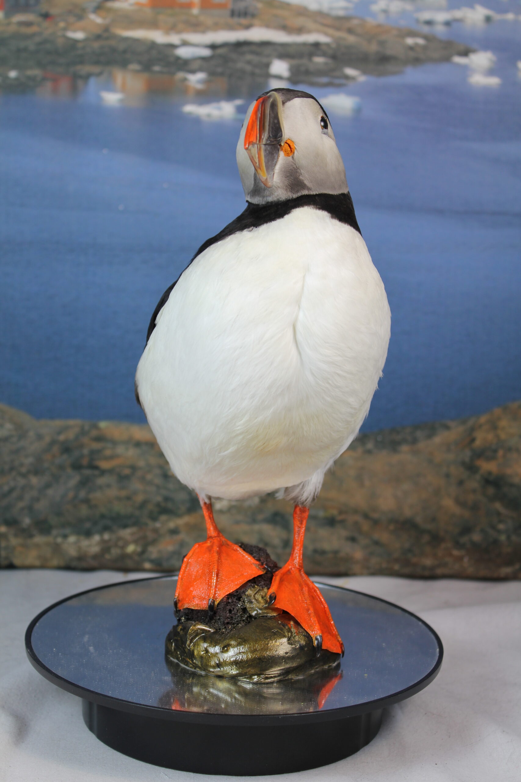 Puffin # 7. Taxidermy - Image 8