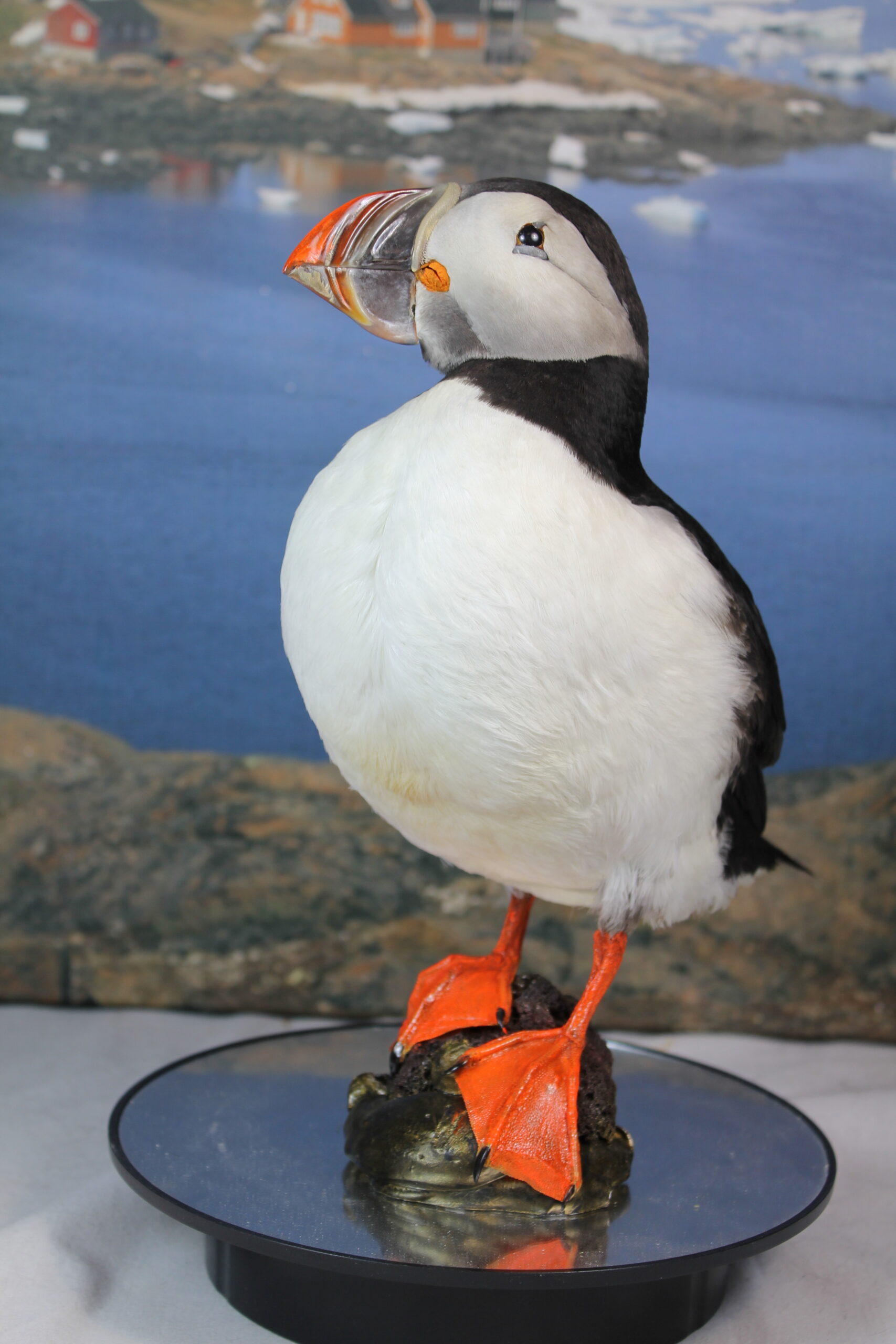 Puffin # 7. Taxidermy - Image 9