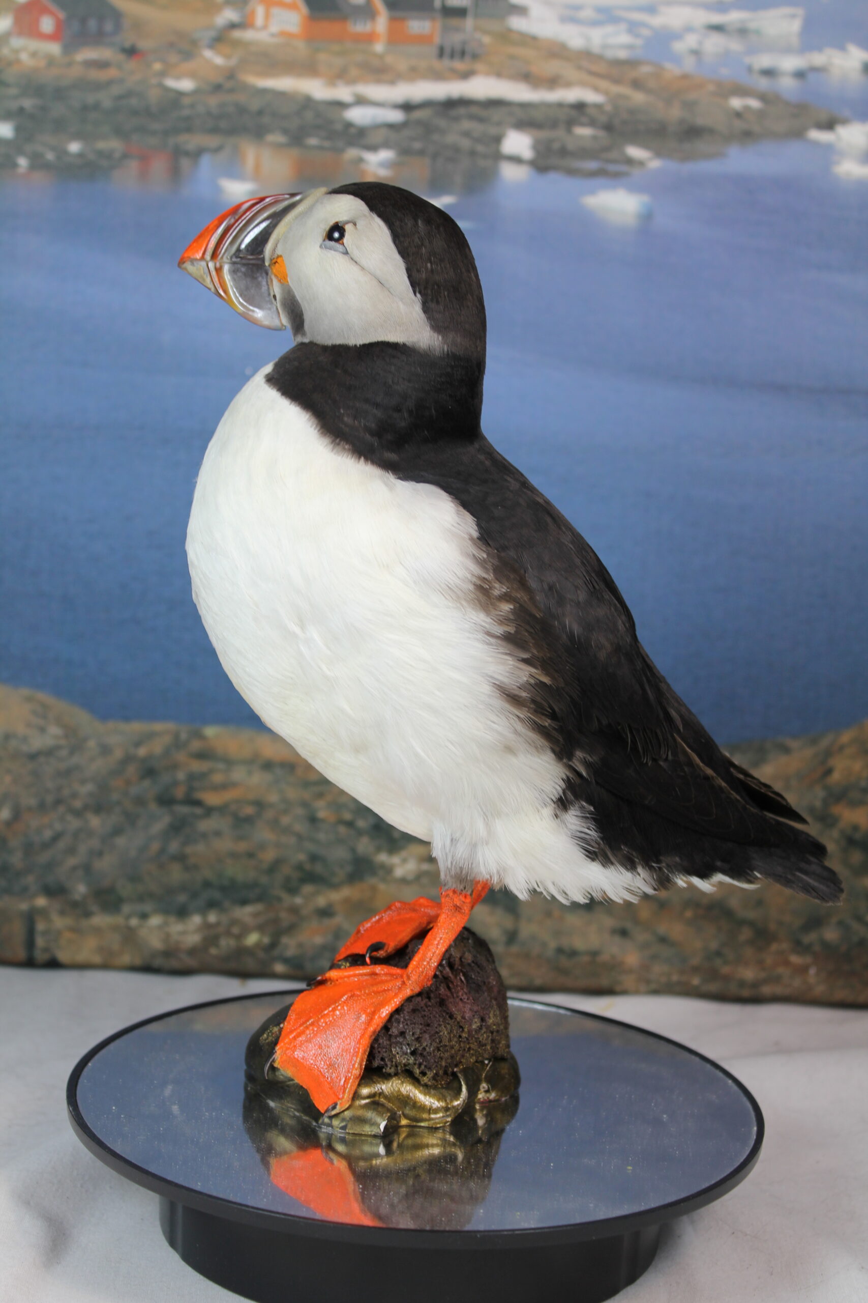 Puffin # 7. Taxidermy - Image 5