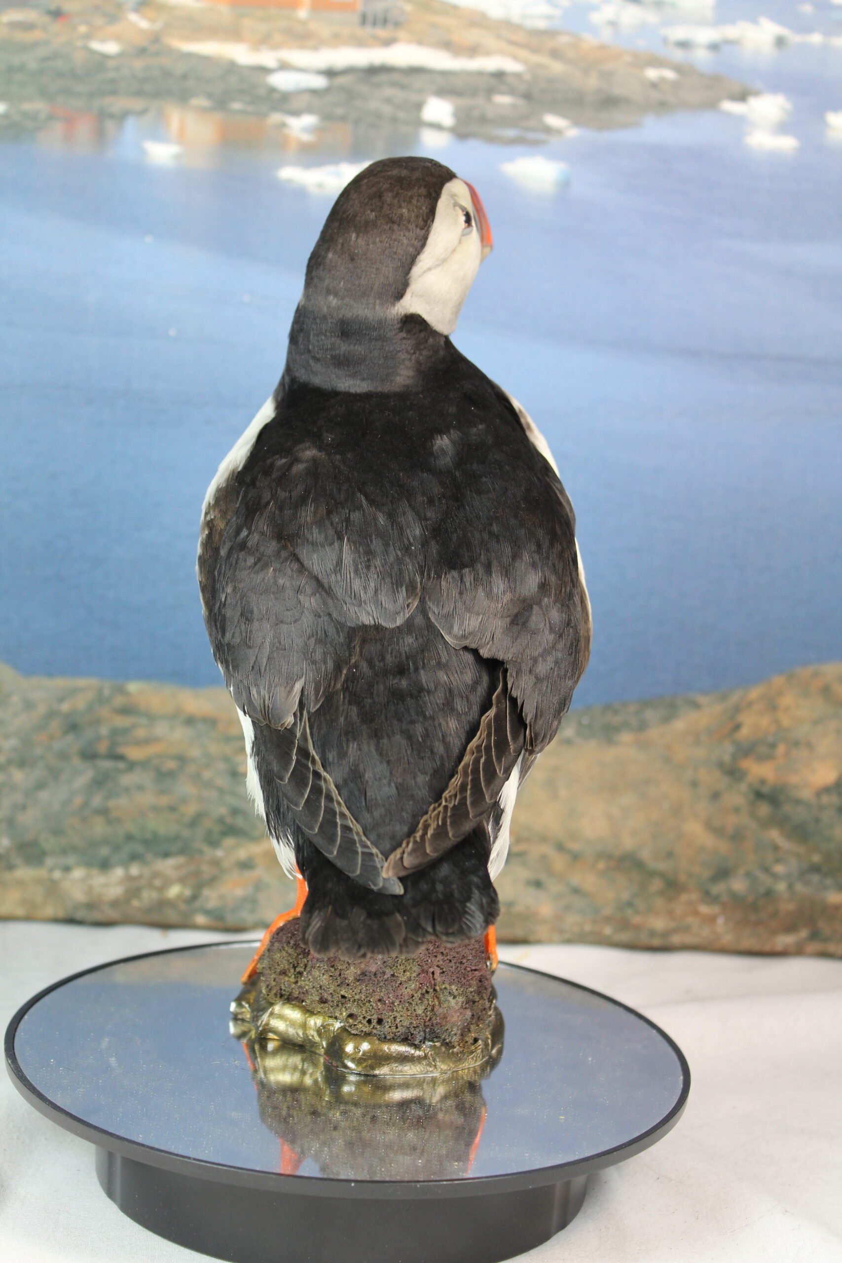 Puffin # 7. Taxidermy - Image 10
