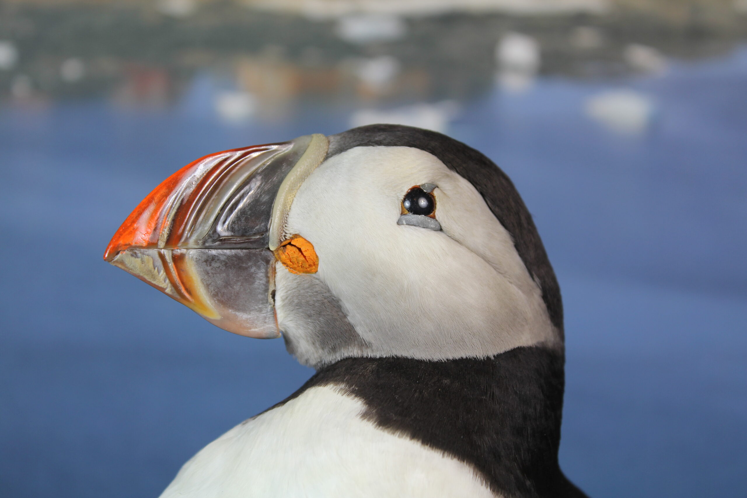 Puffin # 7. Taxidermy - Image 7