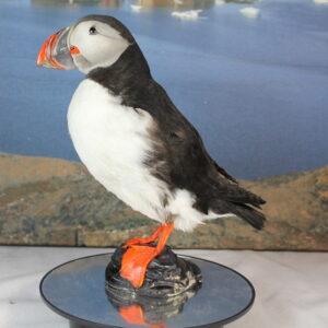 Puffin # 3. Taxidermy