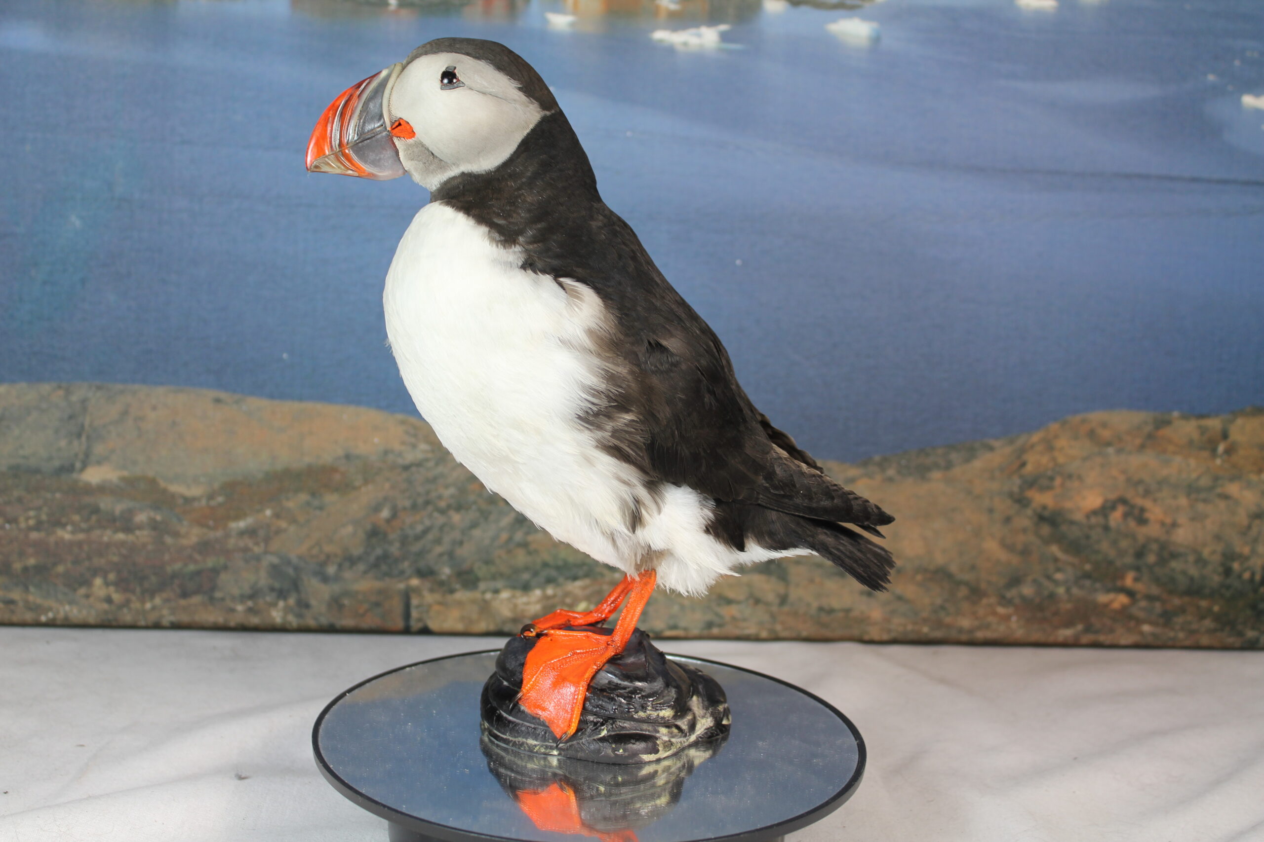 Puffin # 3. Taxidermy