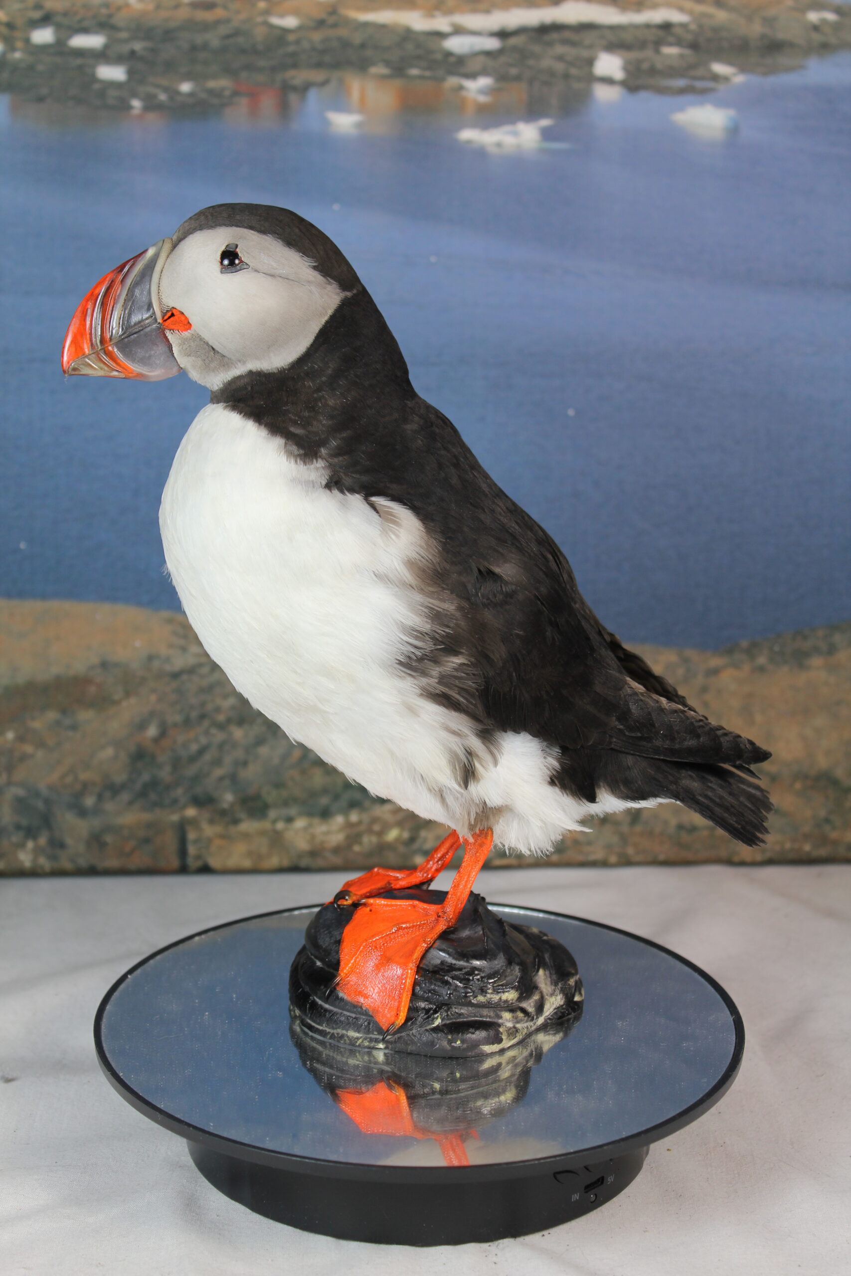 Puffin # 3. Taxidermy - Image 3