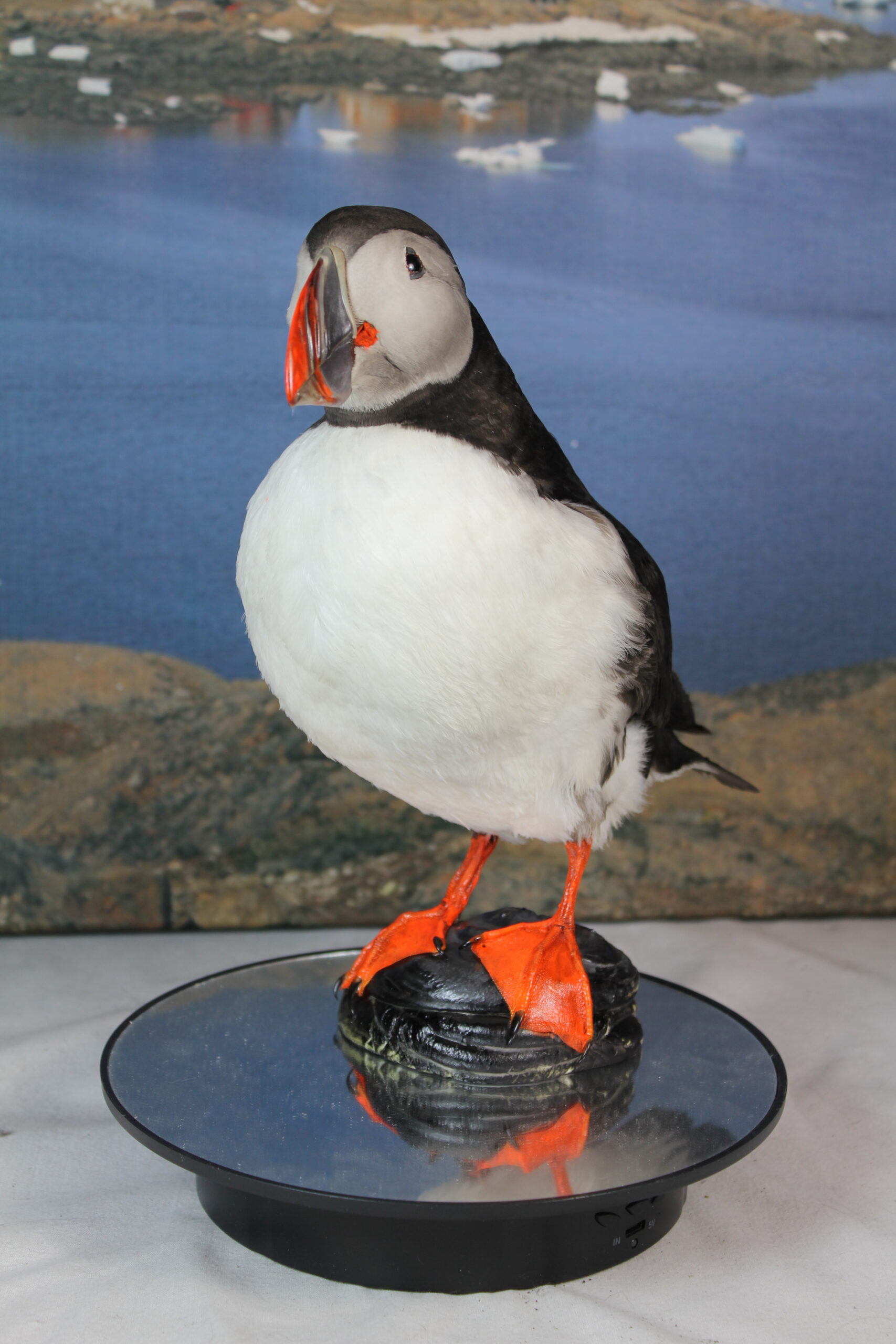 Puffin # 3. Taxidermy - Image 4