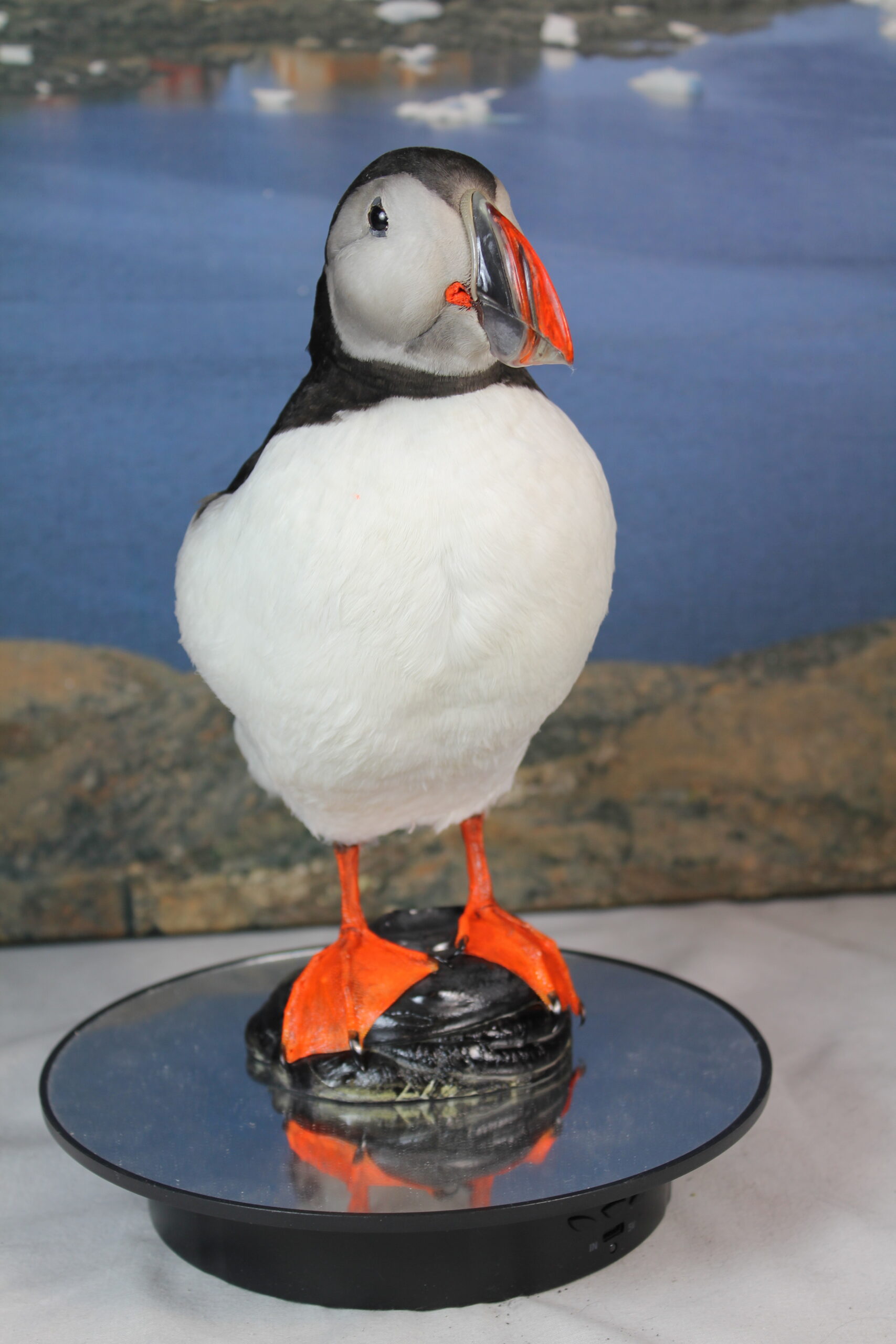 Puffin # 3. Taxidermy - Image 5