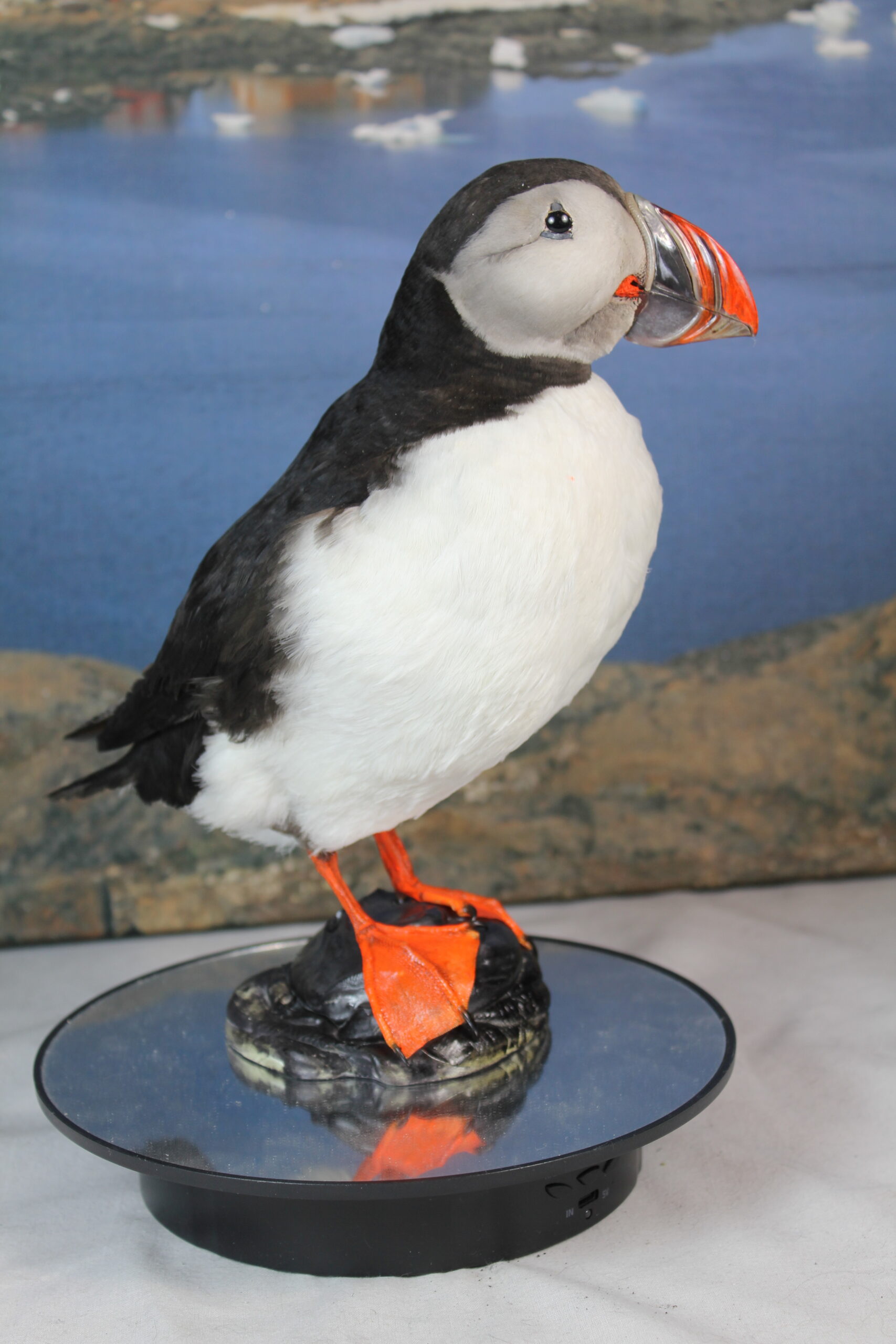 Puffin # 3. Taxidermy - Image 6
