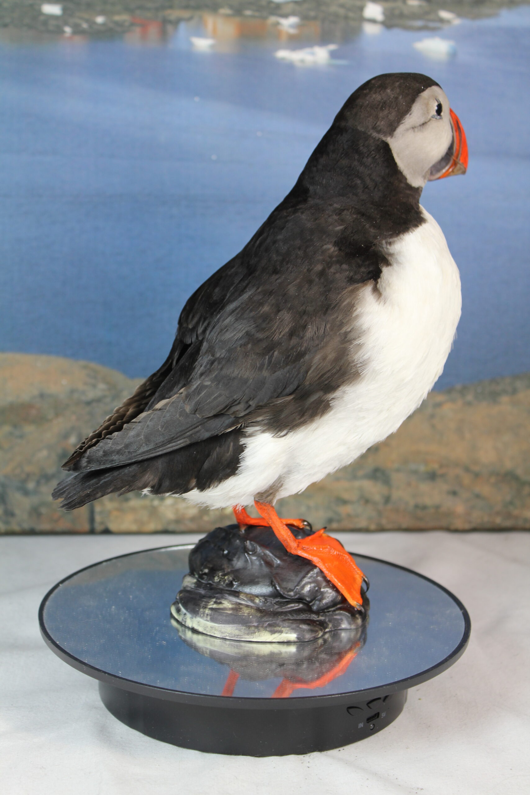 Puffin # 3. Taxidermy - Image 7