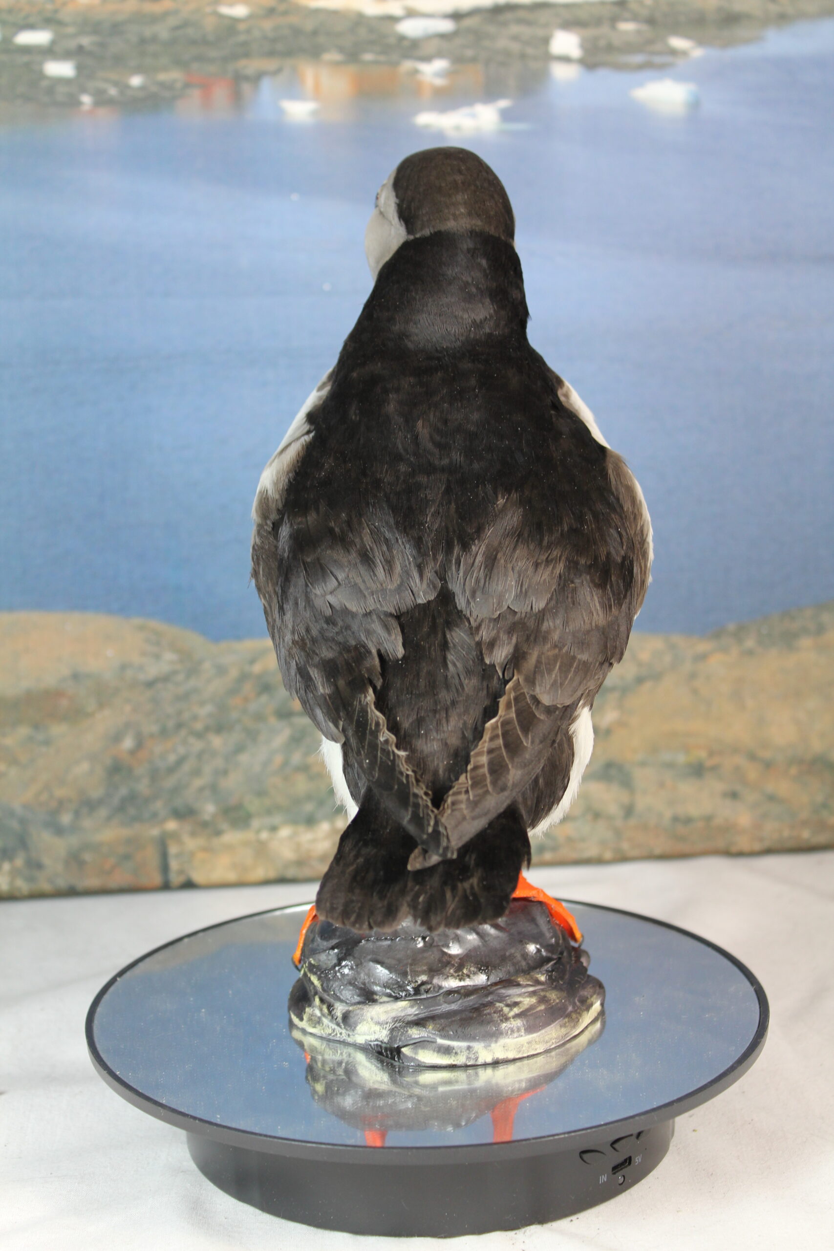 Puffin # 3. Taxidermy - Image 8