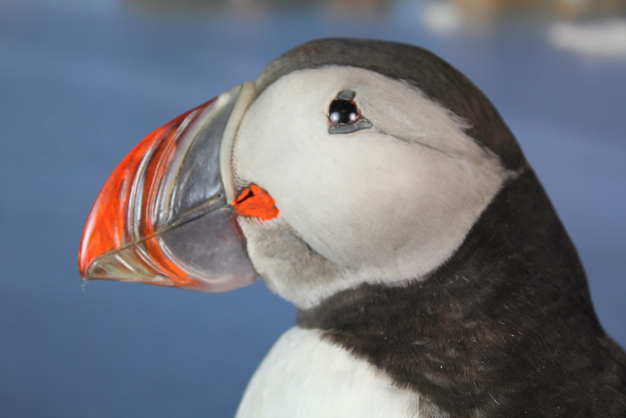 Puffin # 3. Taxidermy - Image 9