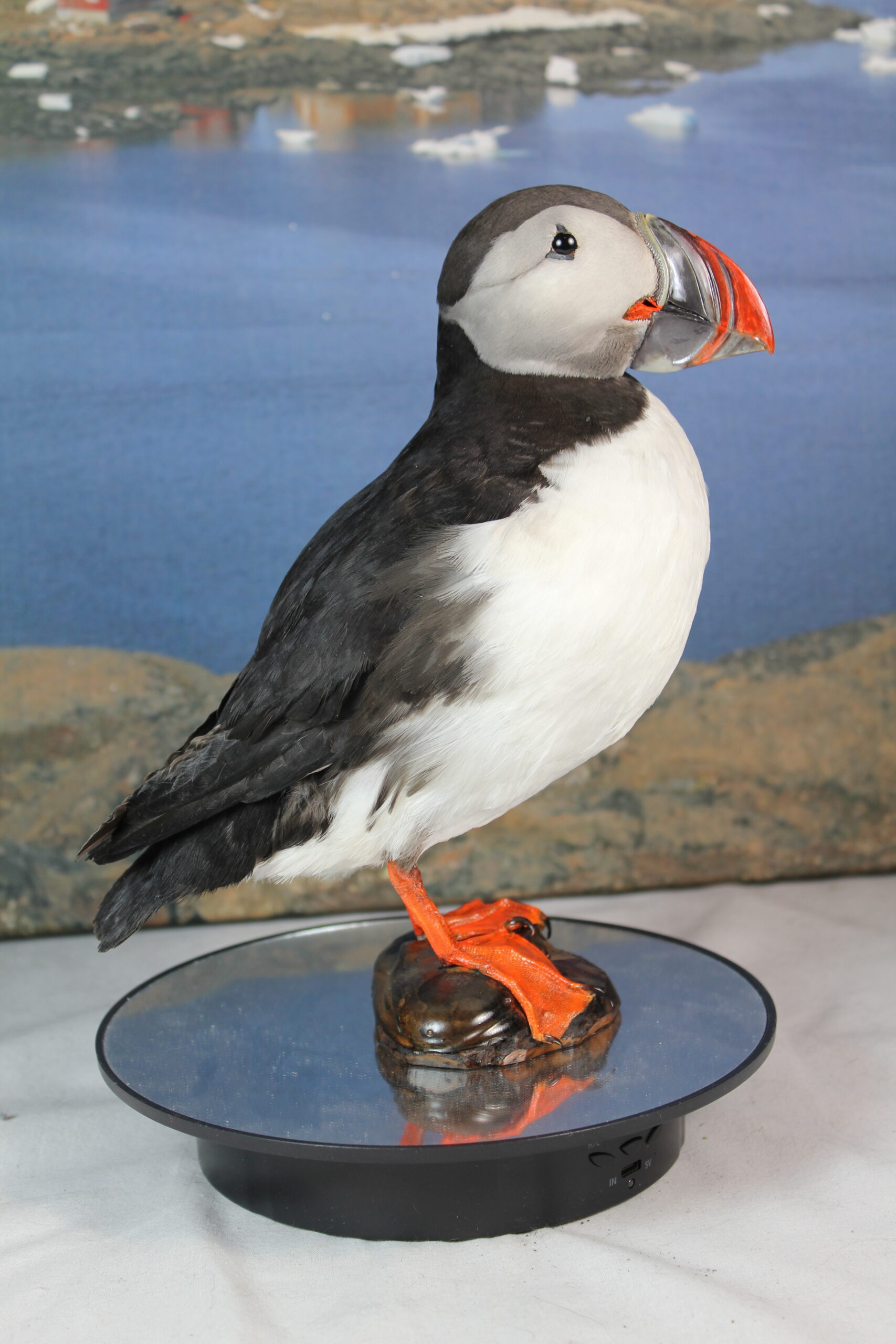 Puffin # 6. Taxidermy - Image 2