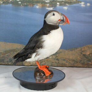 Puffin # 6. Taxidermy