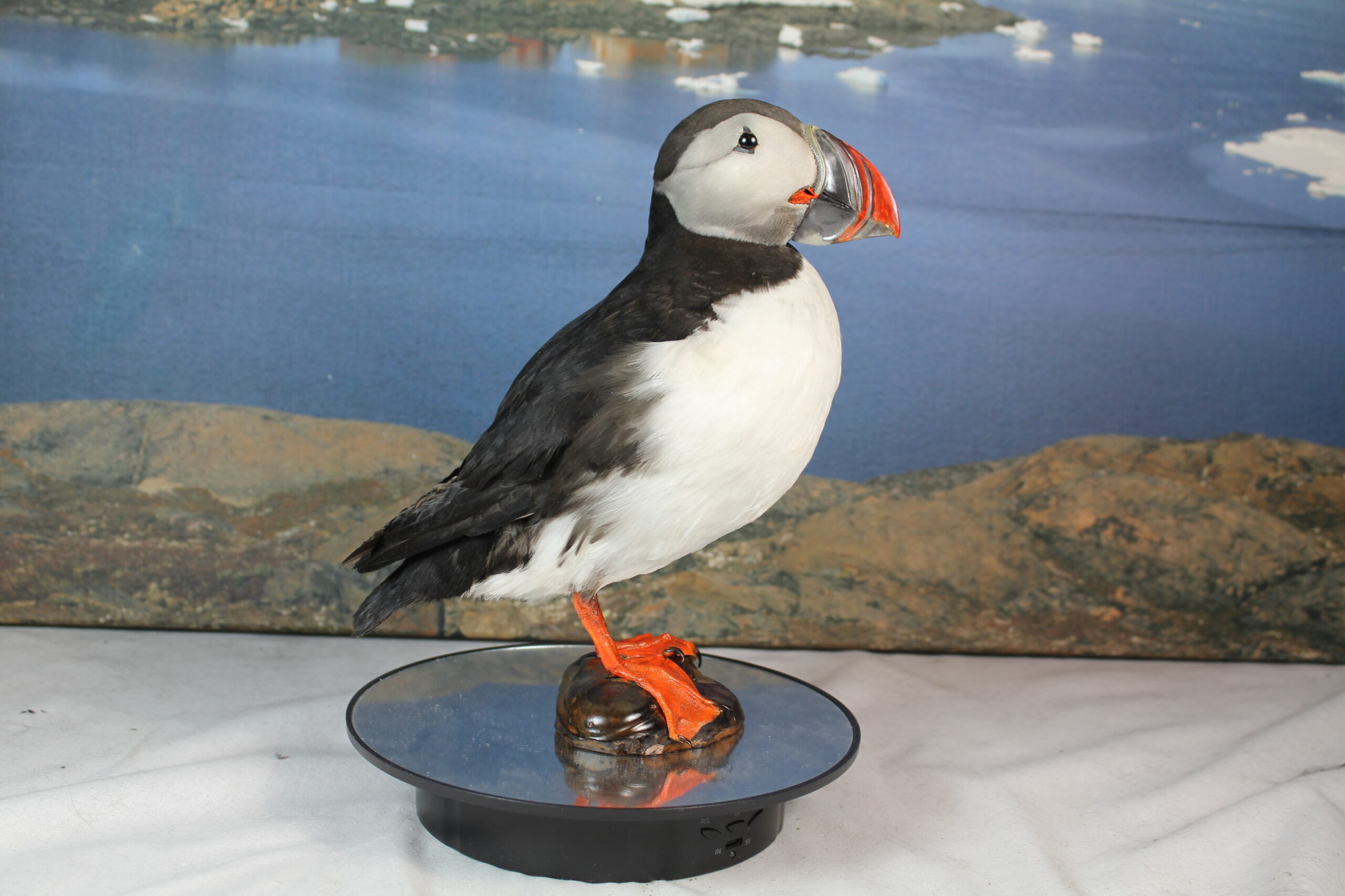 Puffin # 6. Taxidermy