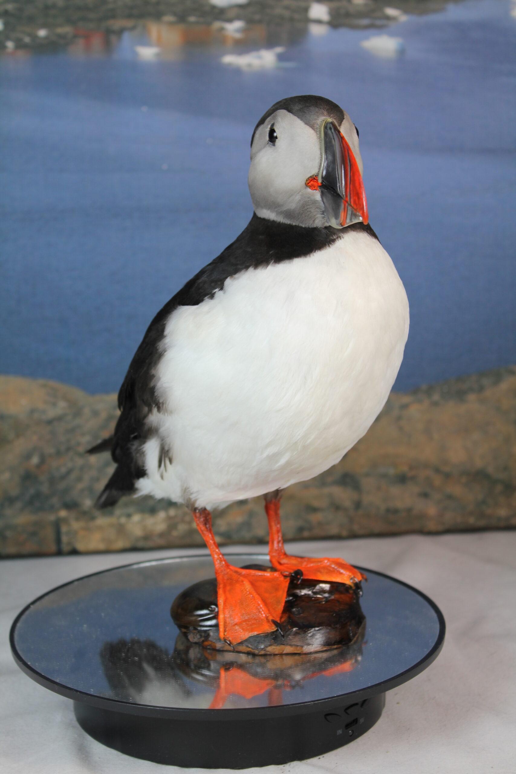 Puffin # 6. Taxidermy - Image 4