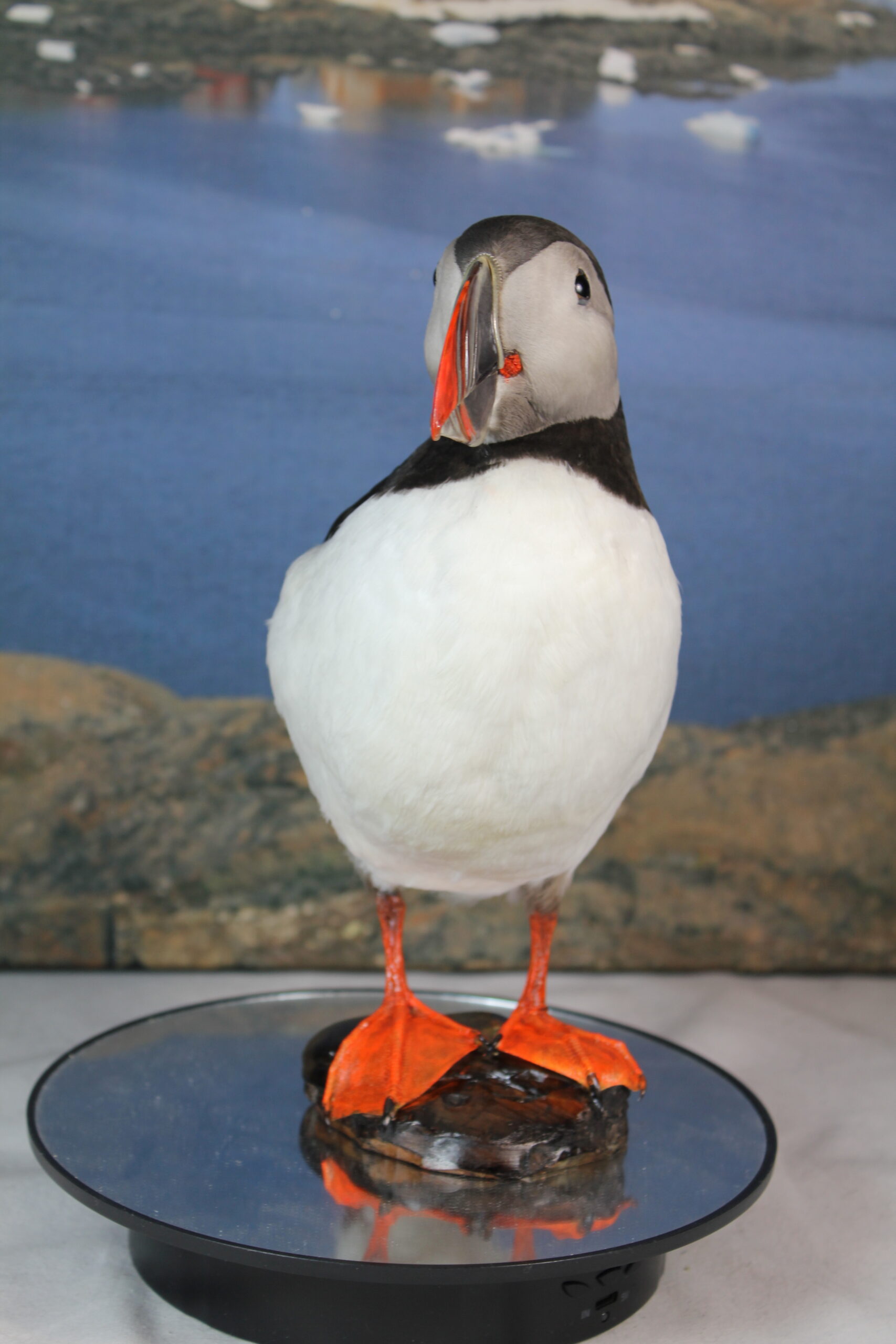 Puffin # 6. Taxidermy - Image 5