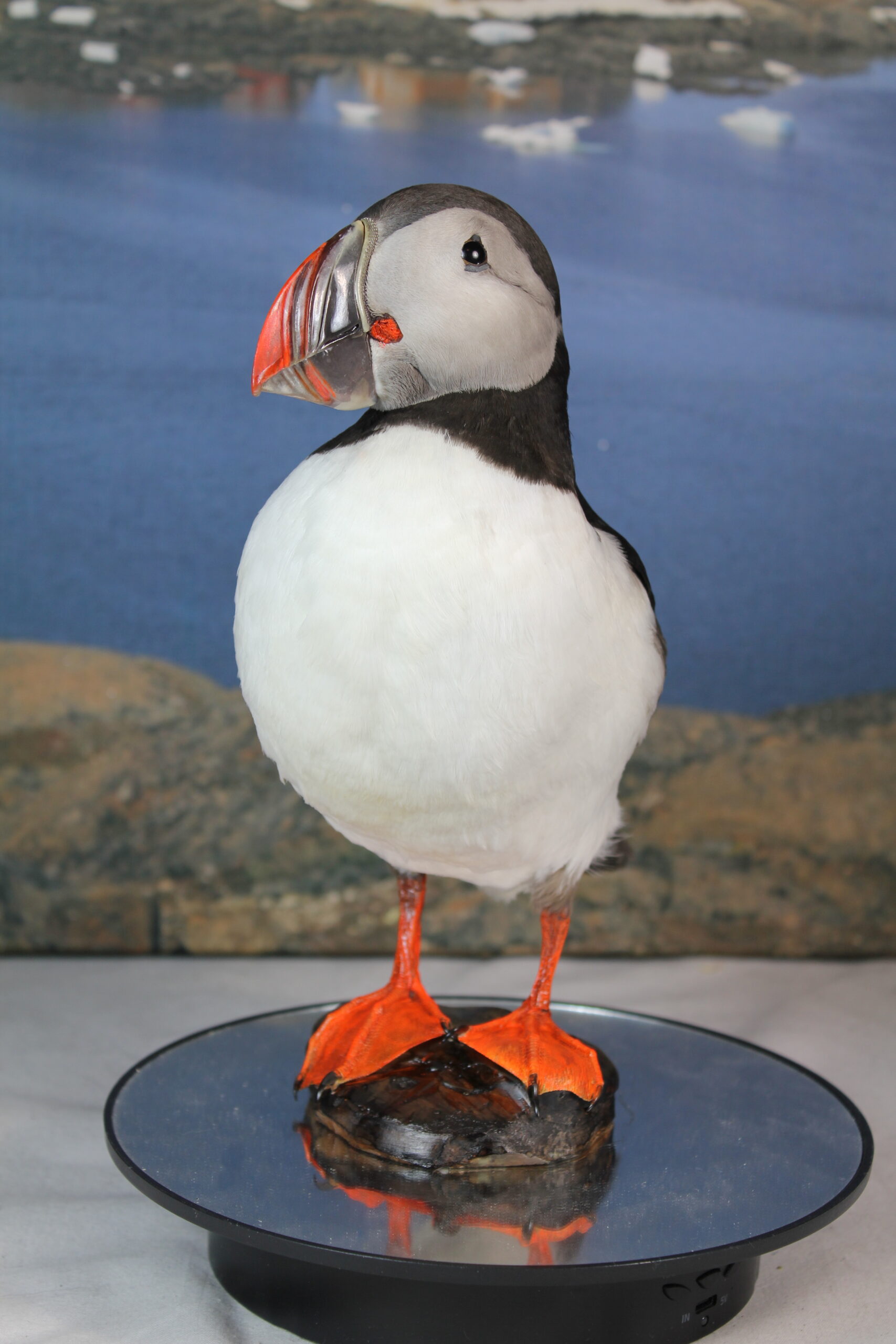 Puffin # 6. Taxidermy - Image 7