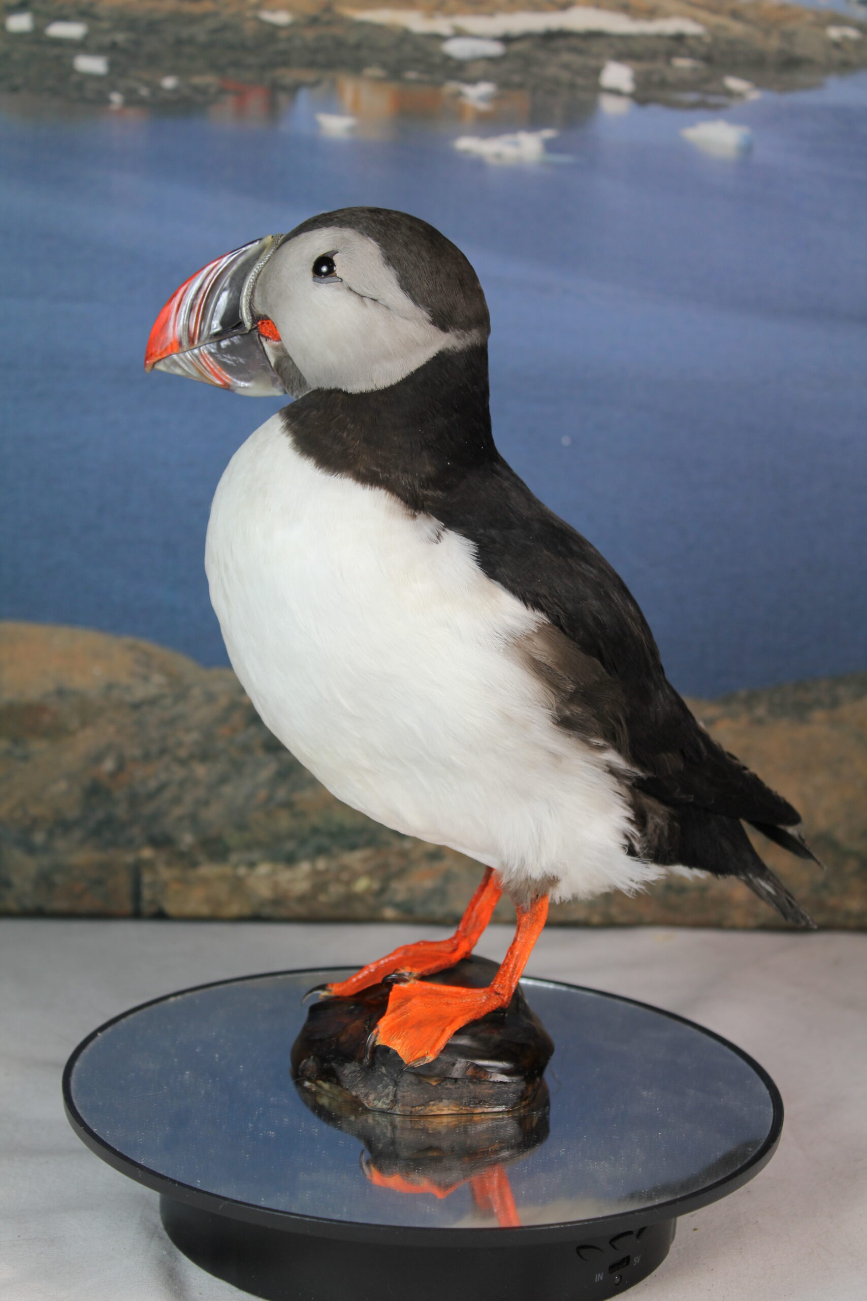 Puffin # 6. Taxidermy - Image 8
