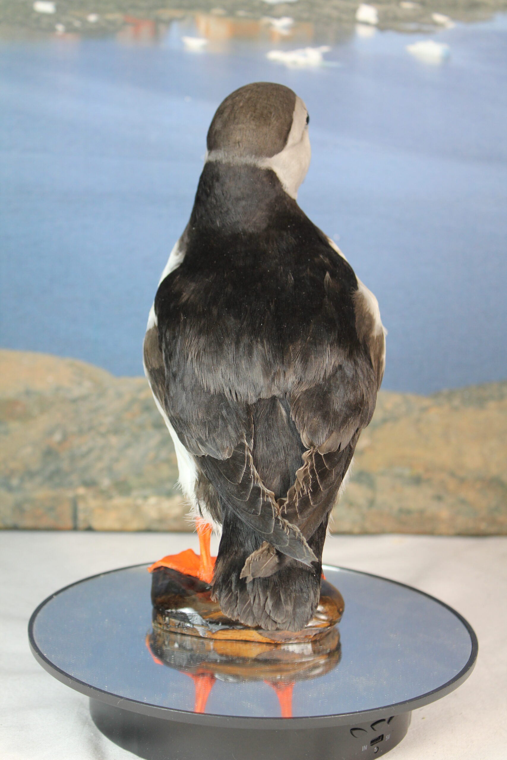 Puffin # 6. Taxidermy - Image 9
