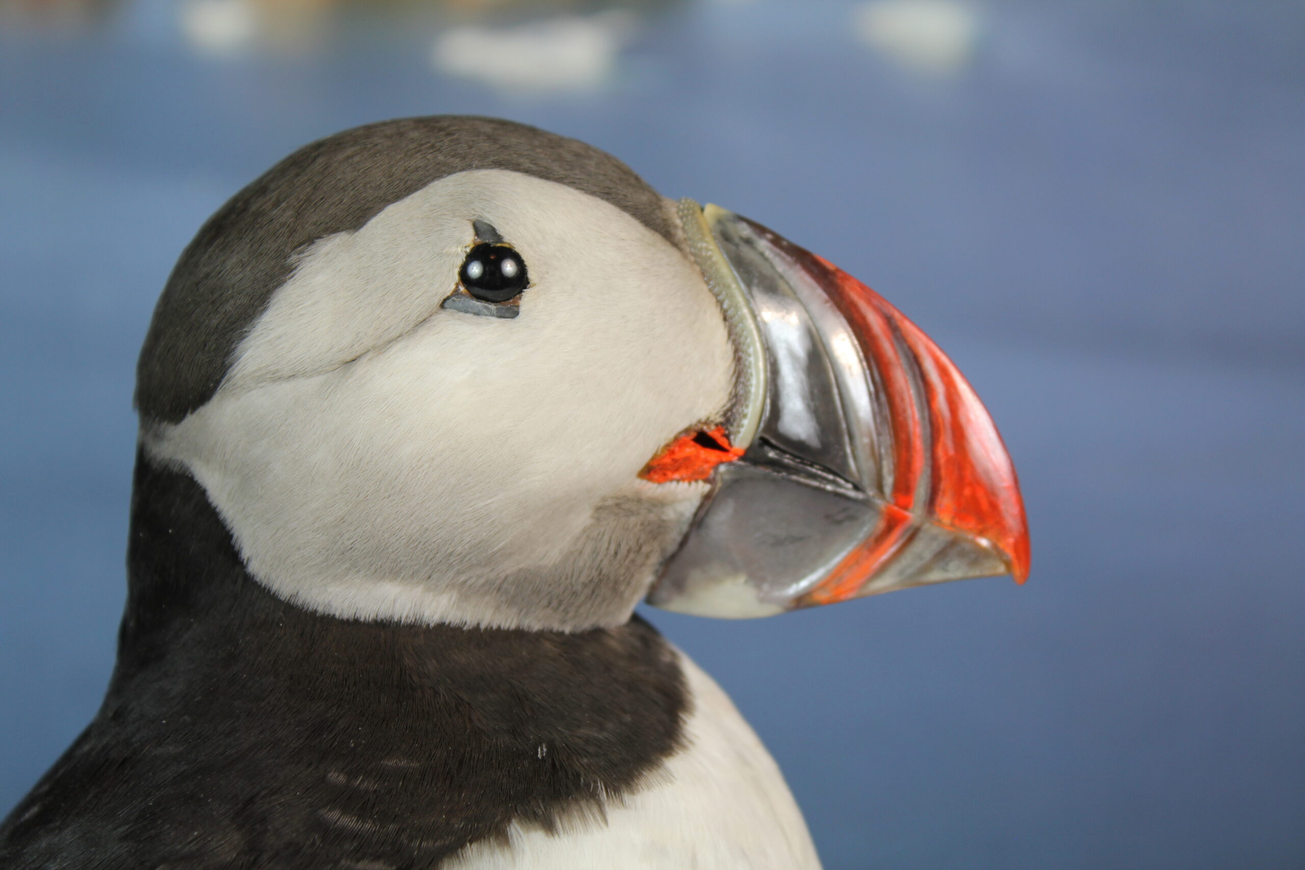 Puffin # 6. Taxidermy - Image 6