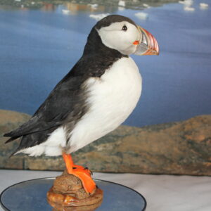 Puffin # 13. Taxidermy