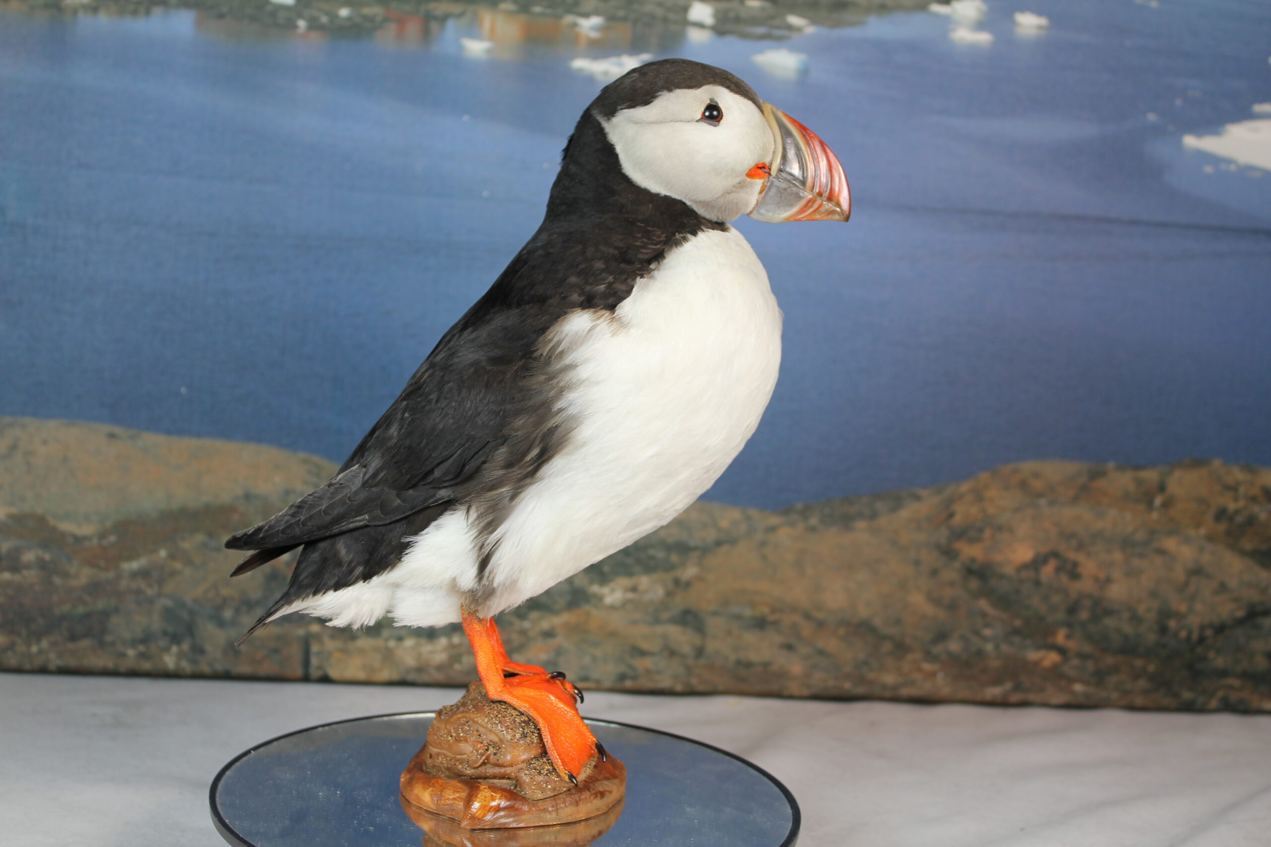 Puffin # 13. Taxidermy