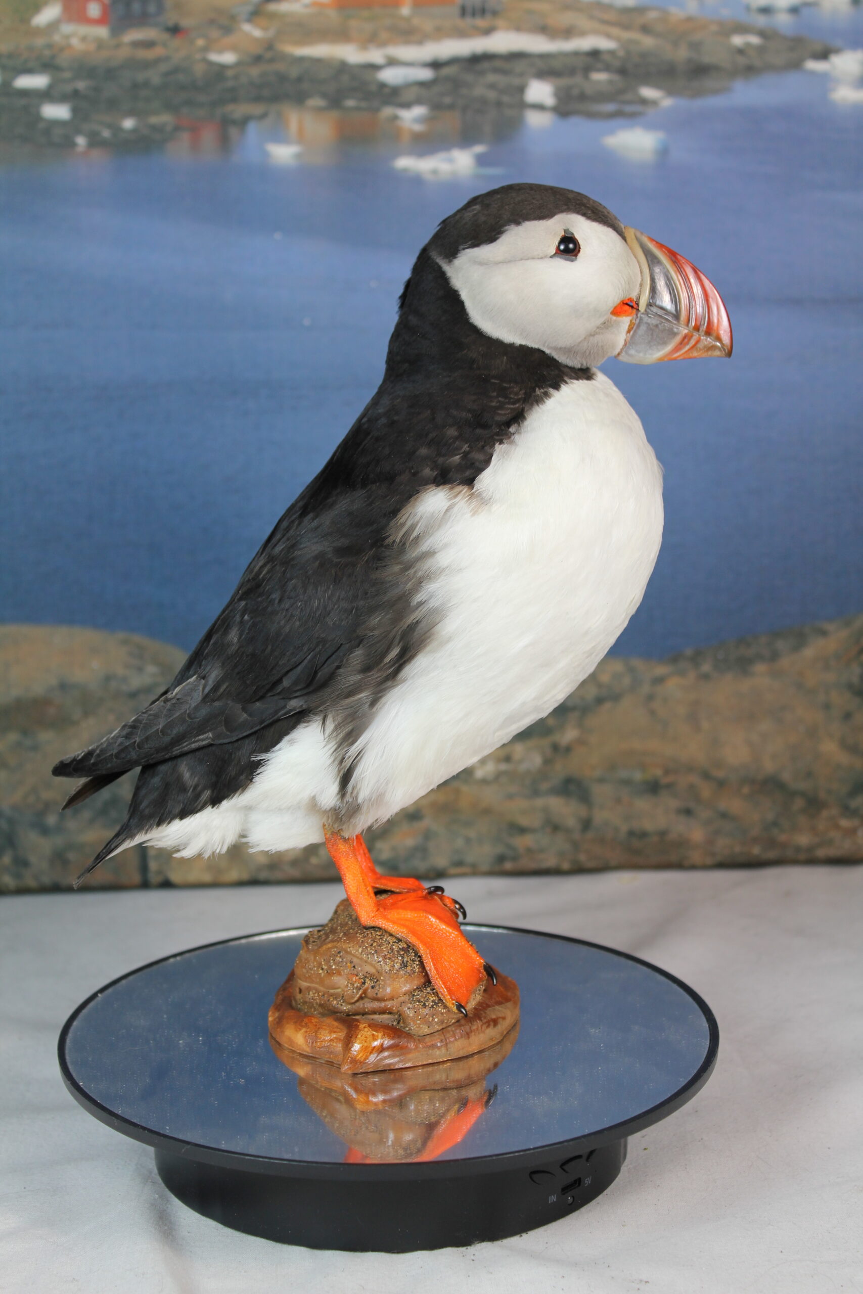 Puffin # 13. Taxidermy - Image 4
