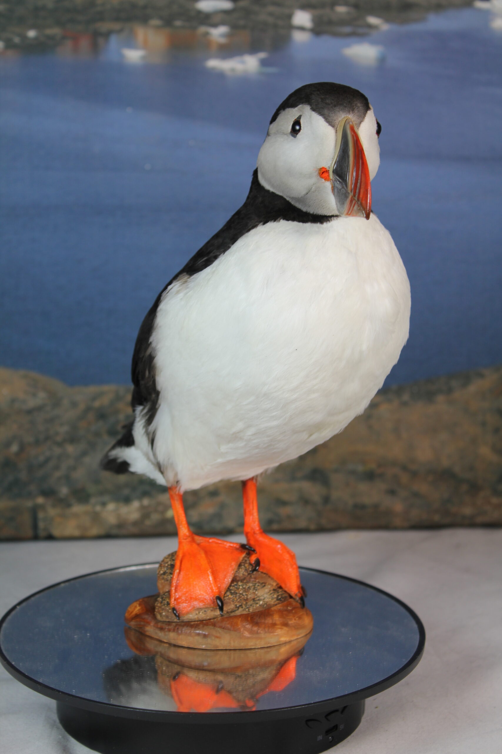 Puffin # 13. Taxidermy - Image 5