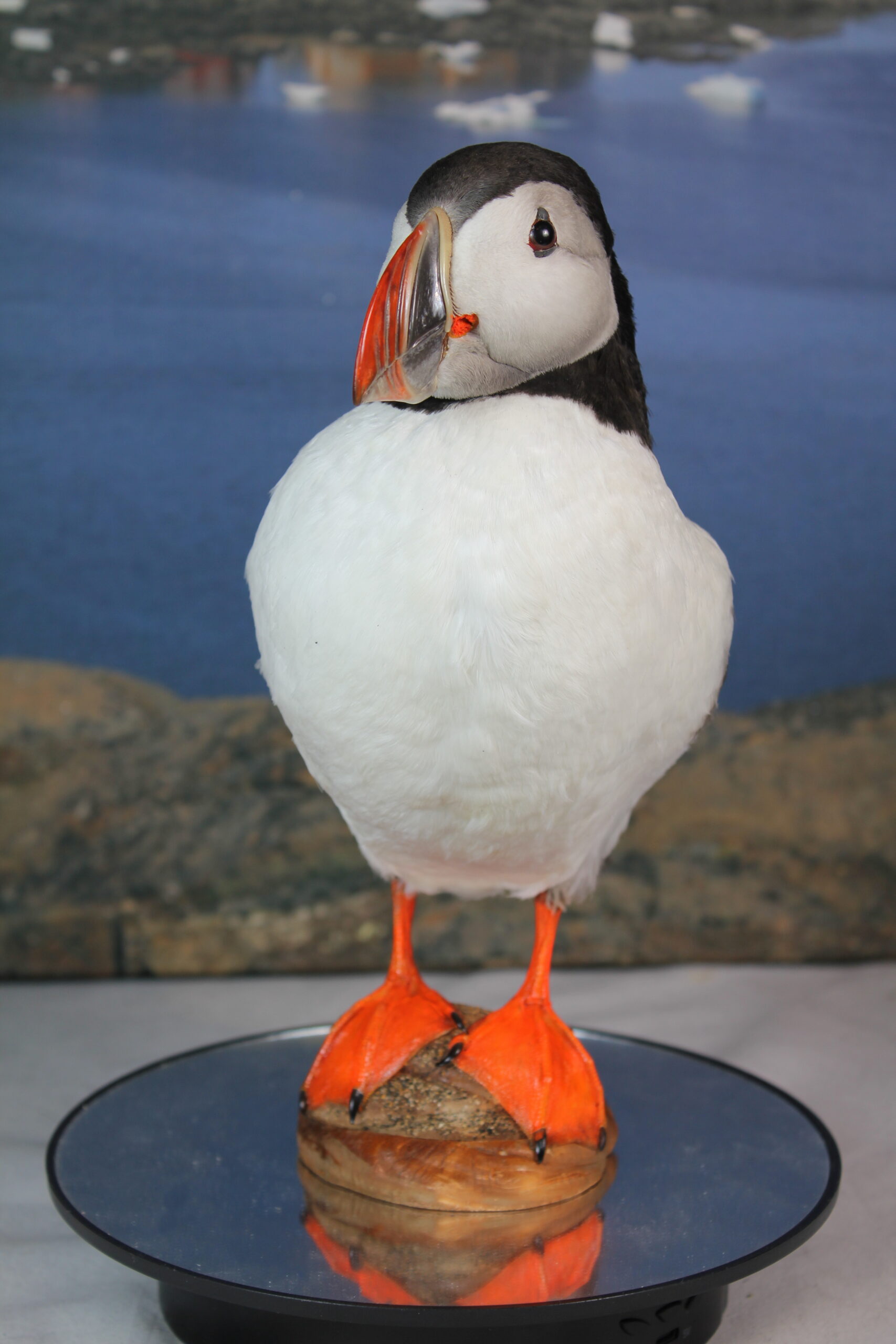 Puffin # 13. Taxidermy - Image 7