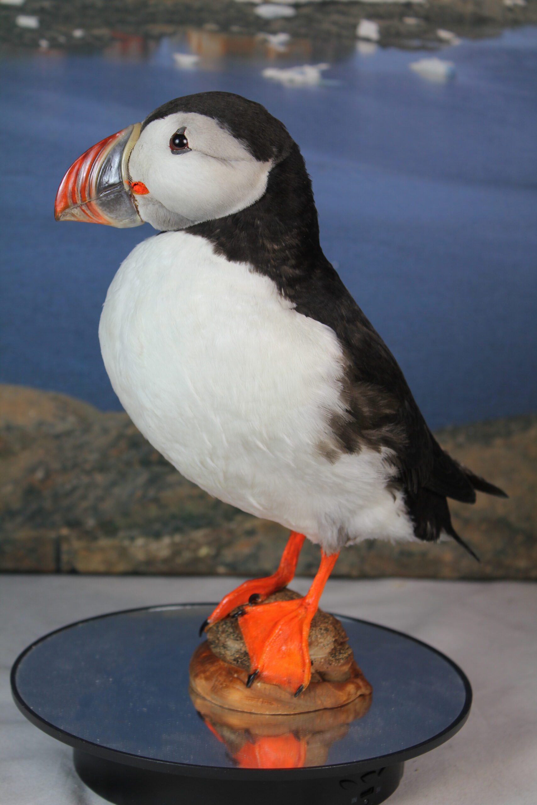 Puffin # 13. Taxidermy - Image 8