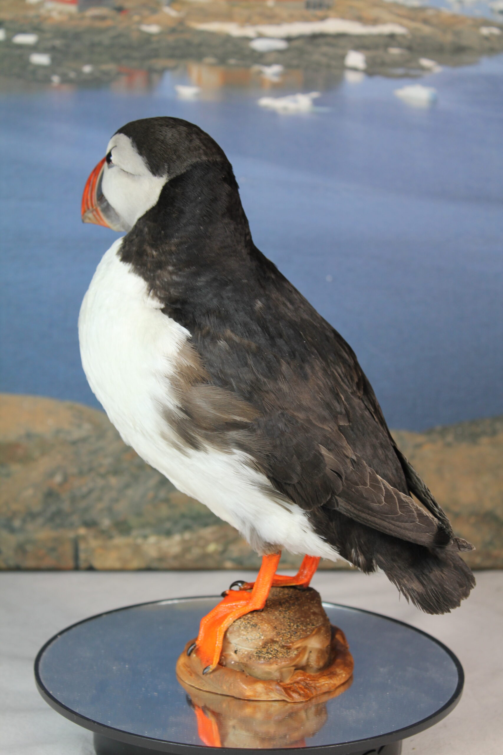 Puffin # 13. Taxidermy - Image 9