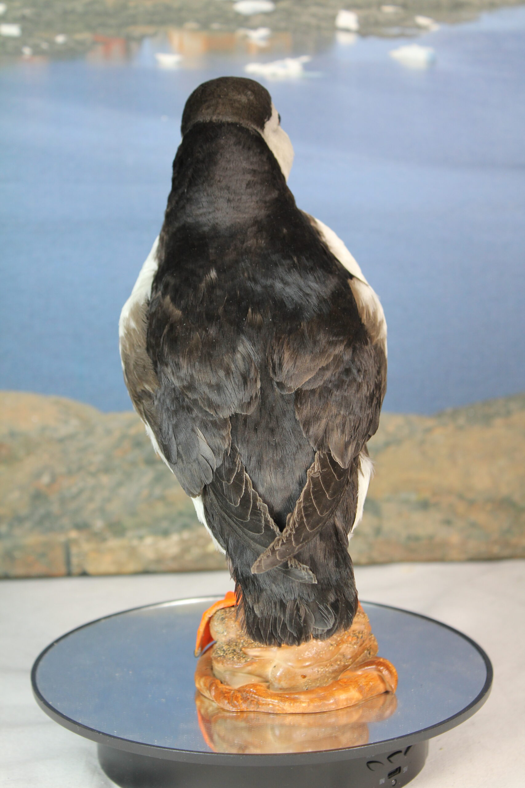 Puffin # 13. Taxidermy - Image 10