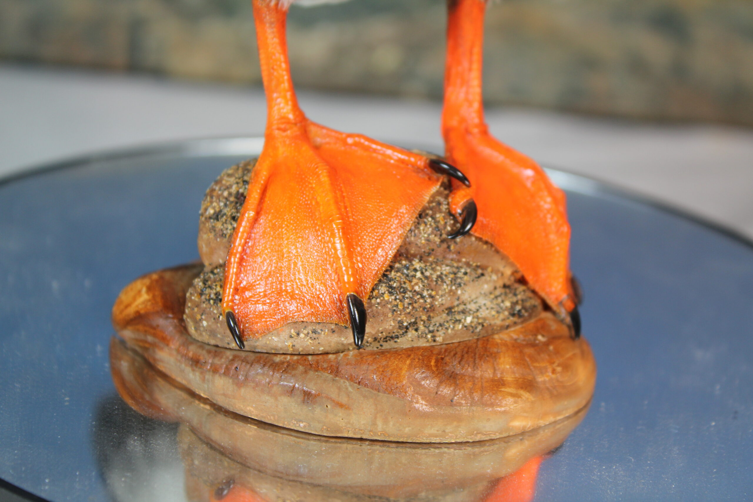 Puffin # 13. Taxidermy - Image 6