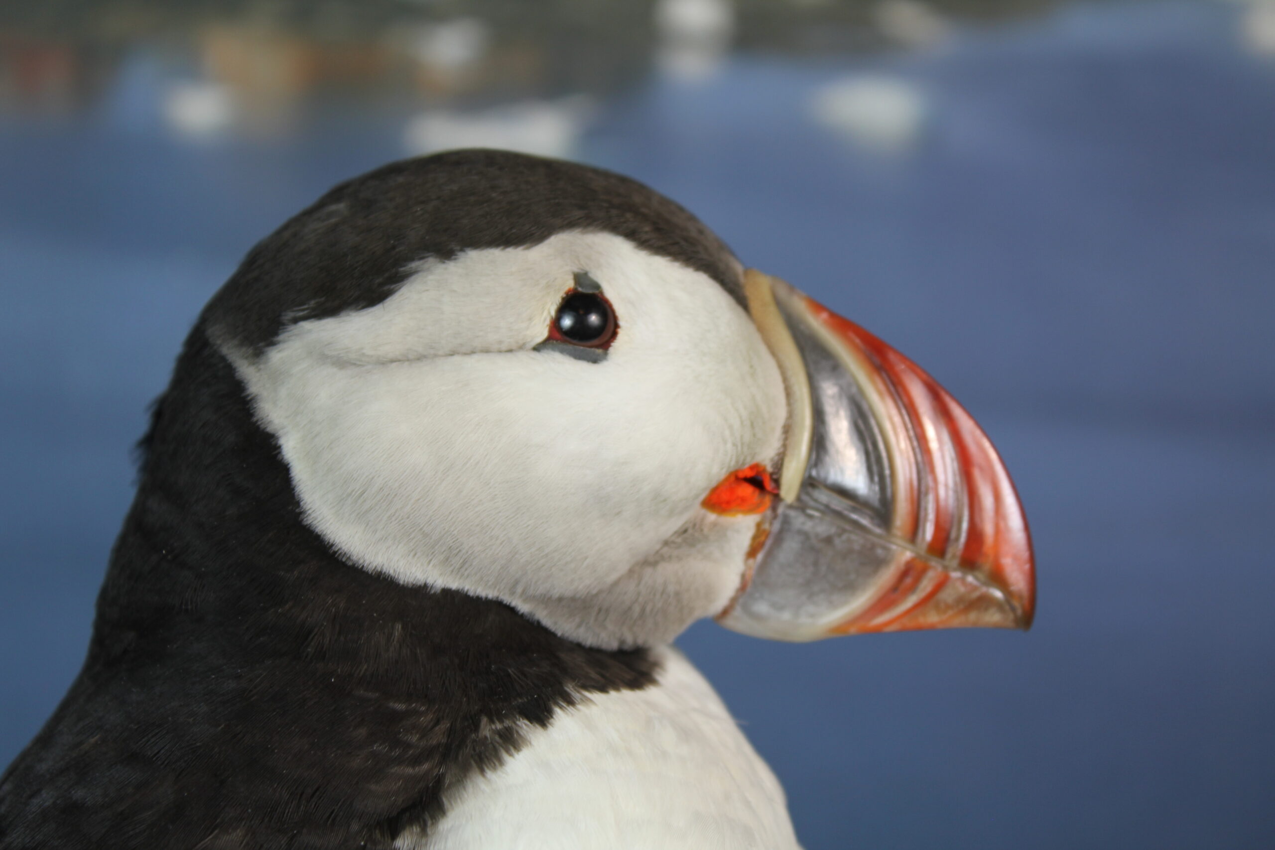 Puffin # 13. Taxidermy - Image 3