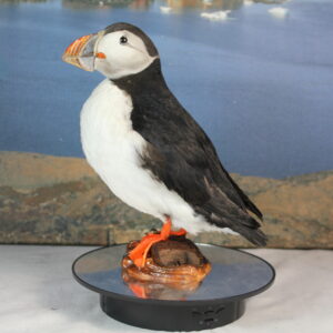 Puffin # 2. Taxidermy