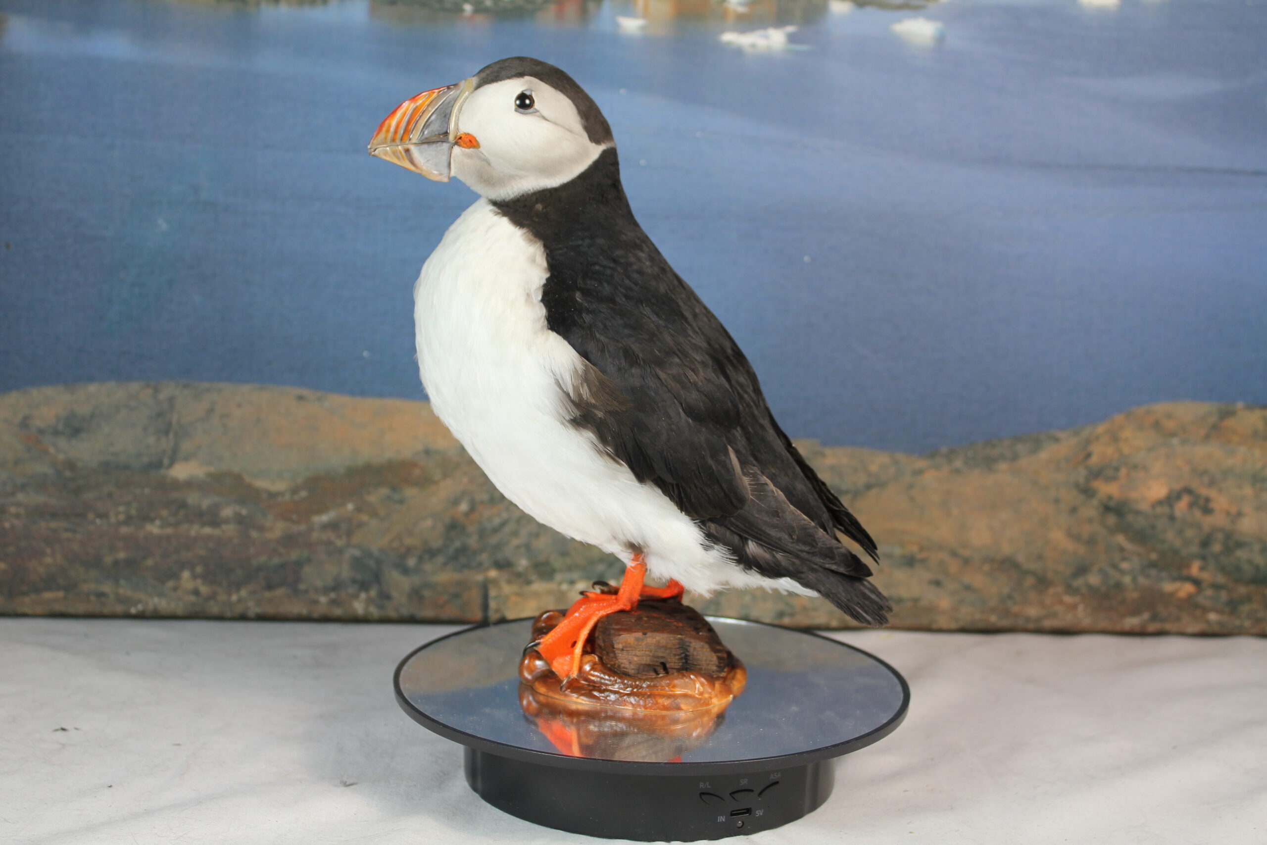 Puffin # 2. Taxidermy