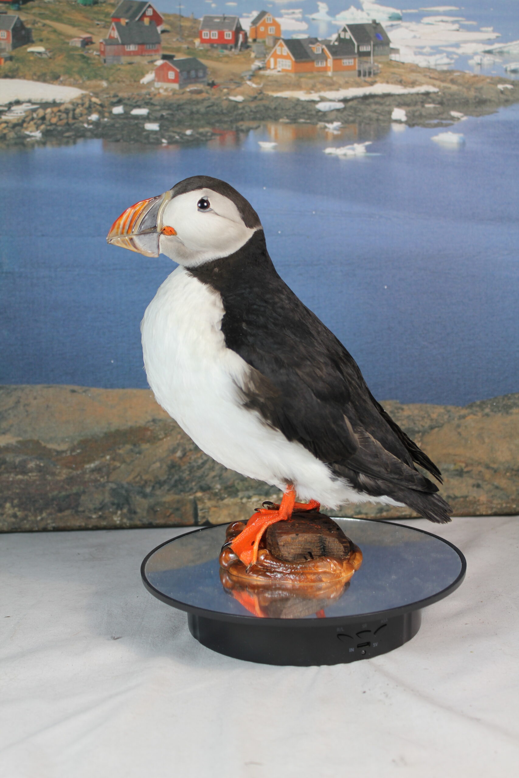 Puffin # 2. Taxidermy - Image 3