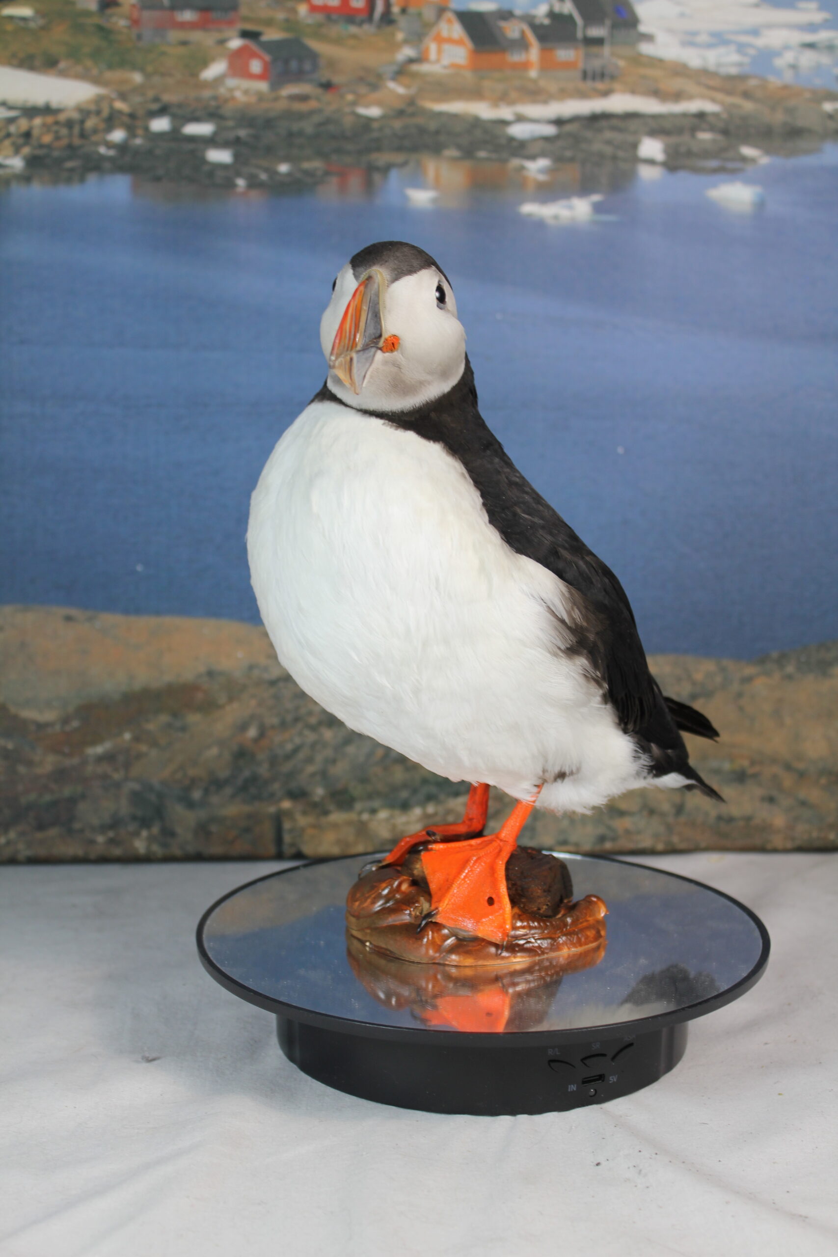 Puffin # 2. Taxidermy - Image 4