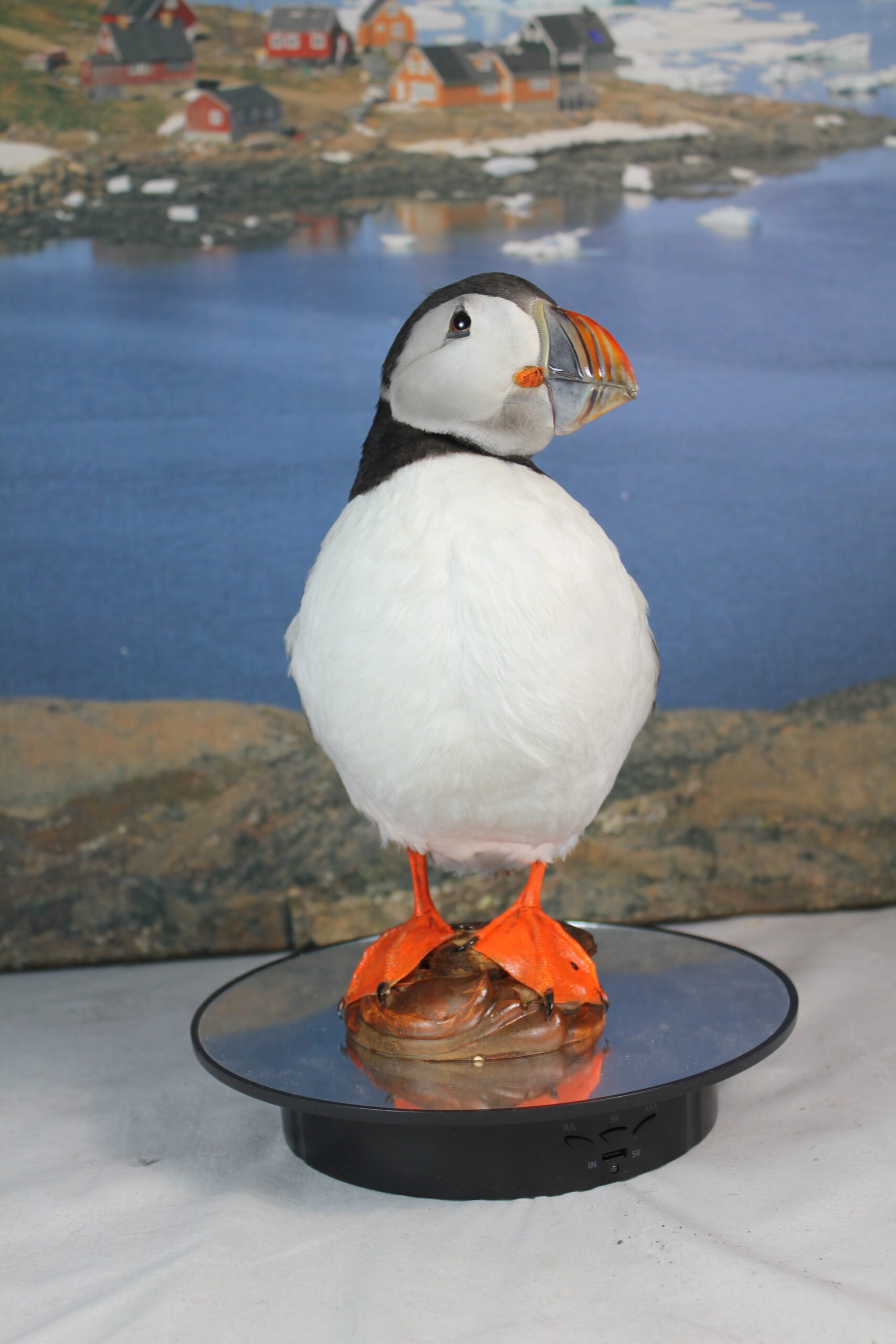 Puffin # 2. Taxidermy - Image 5