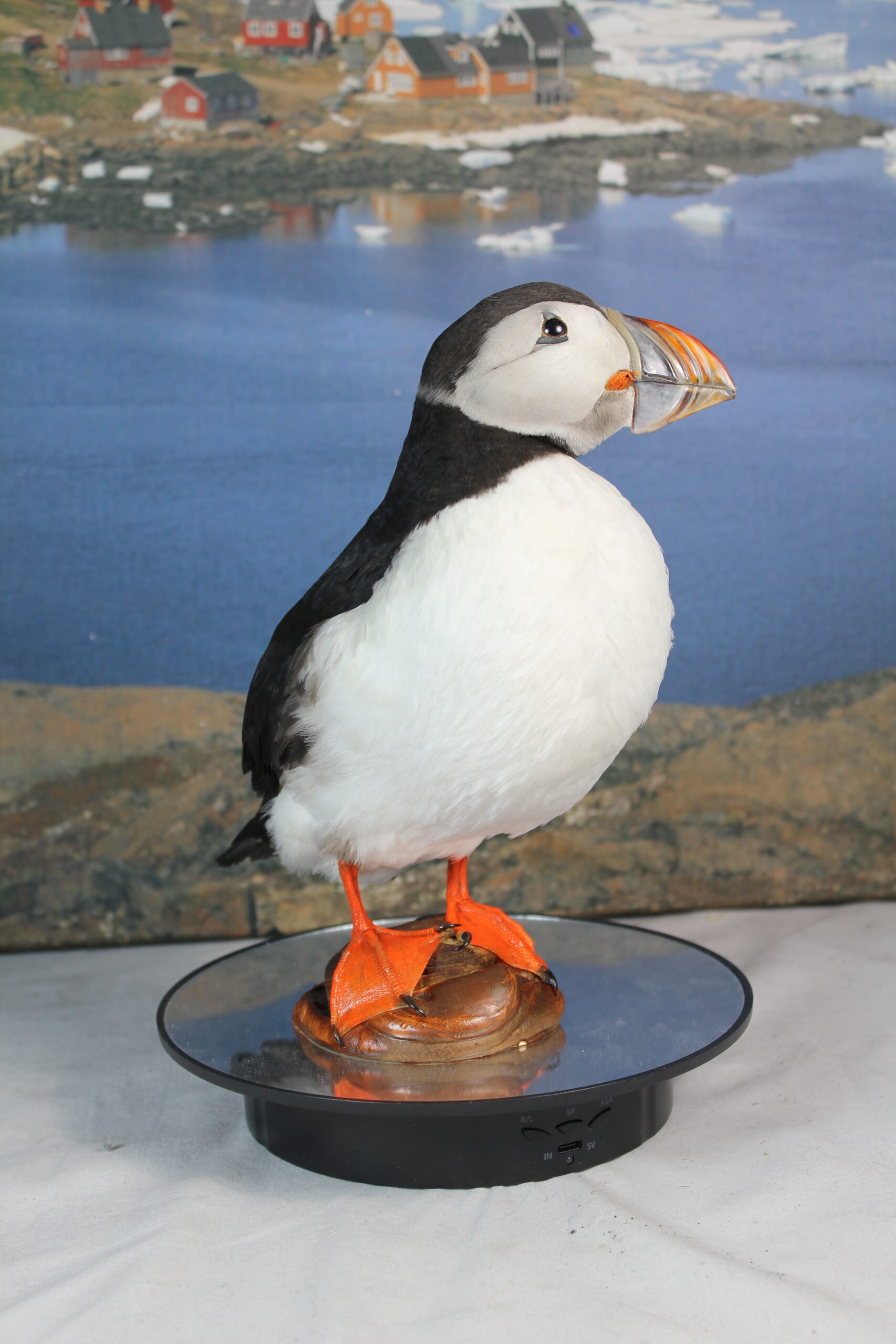 Puffin # 2. Taxidermy - Image 7