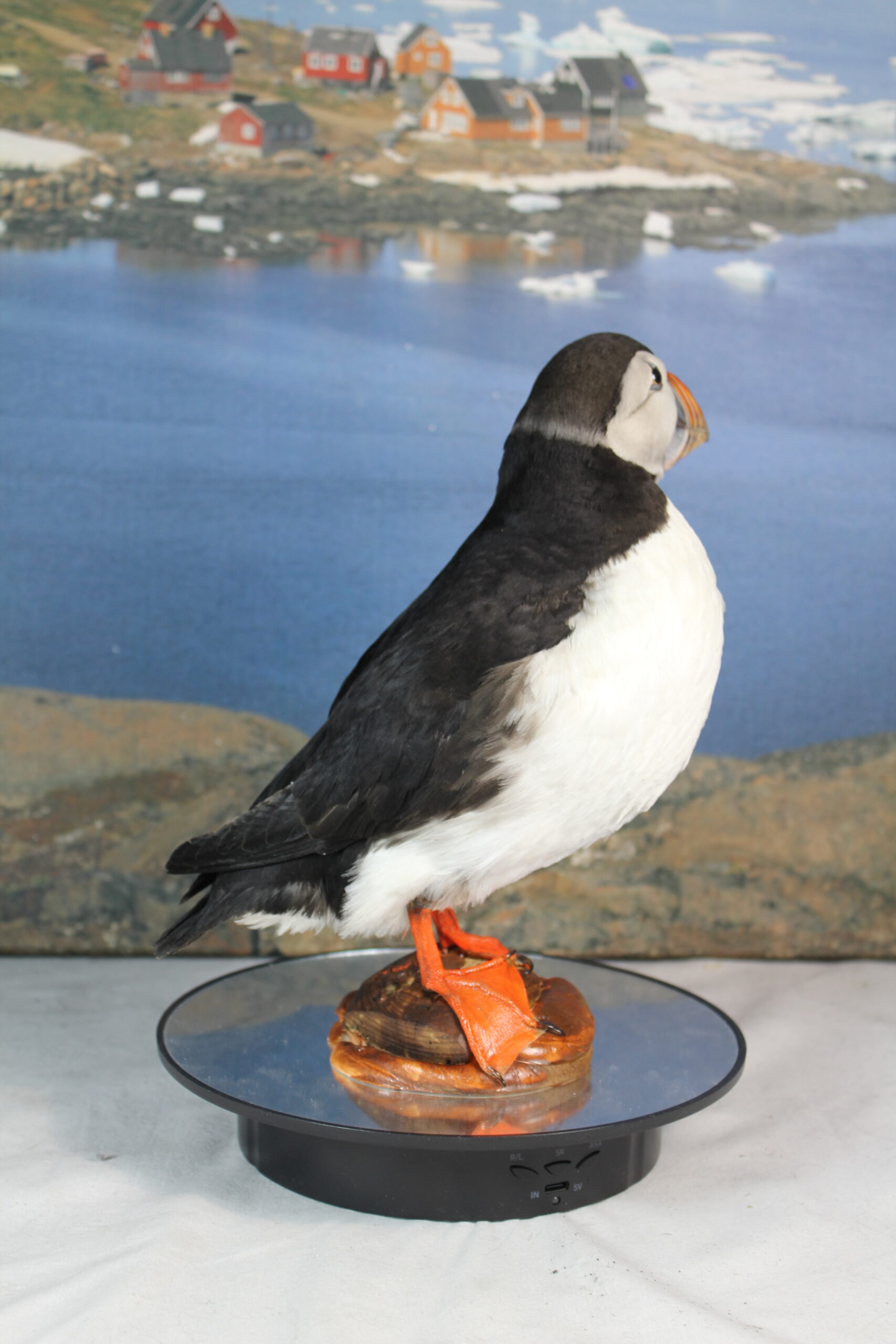 Puffin # 2. Taxidermy - Image 8