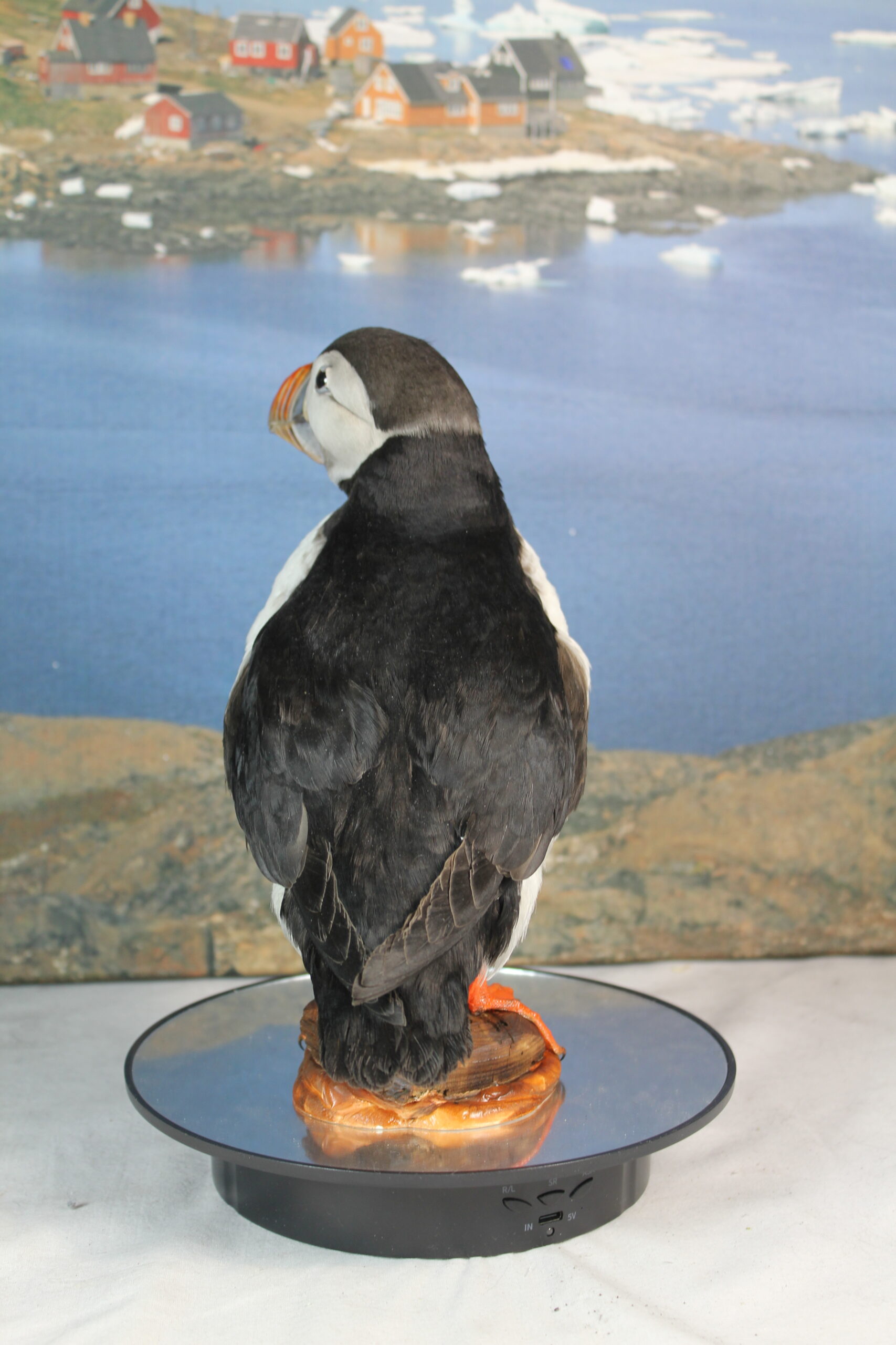 Puffin # 2. Taxidermy - Image 9