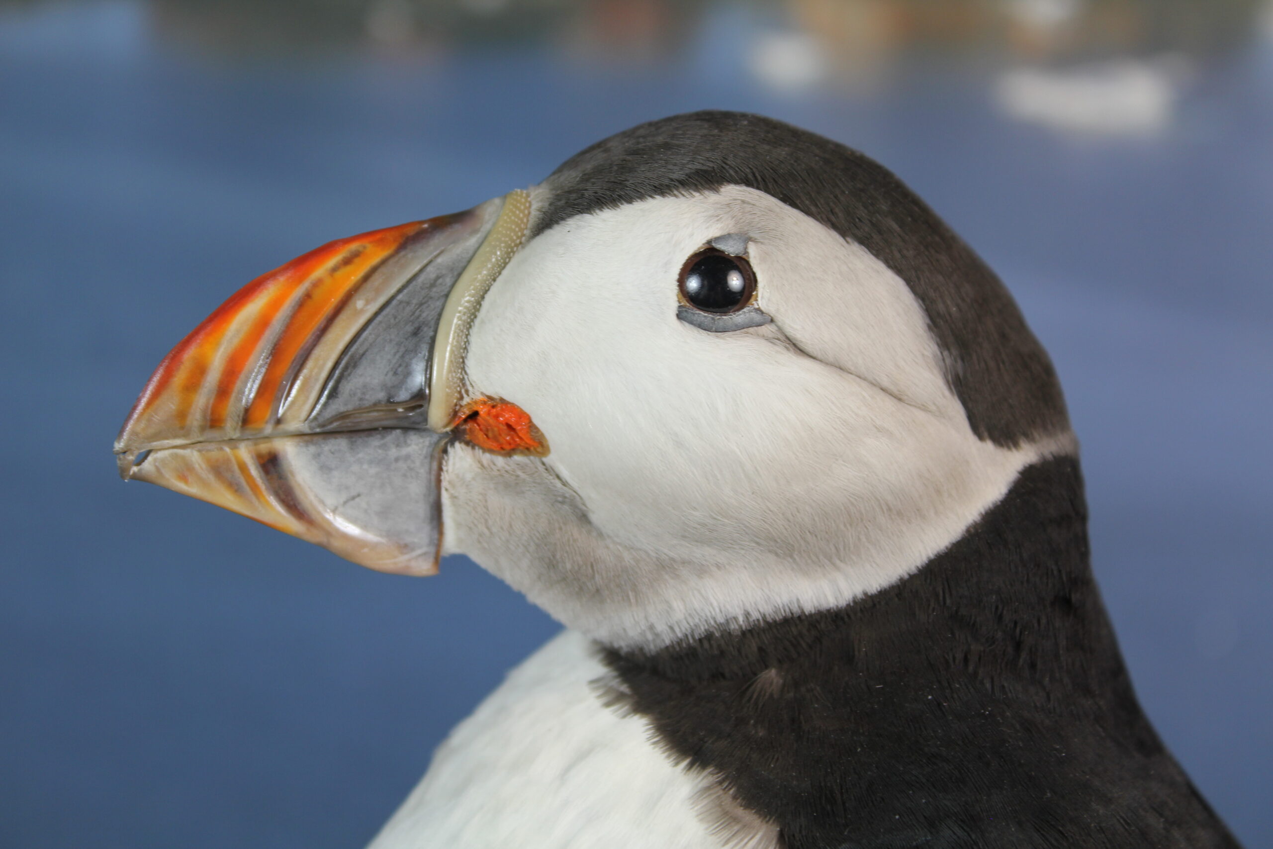 Puffin # 2. Taxidermy - Image 6